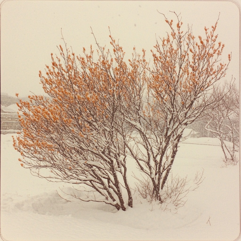 Branch, Twig, Brown, Winter, Woody plant, Freezing, Frost, Snow