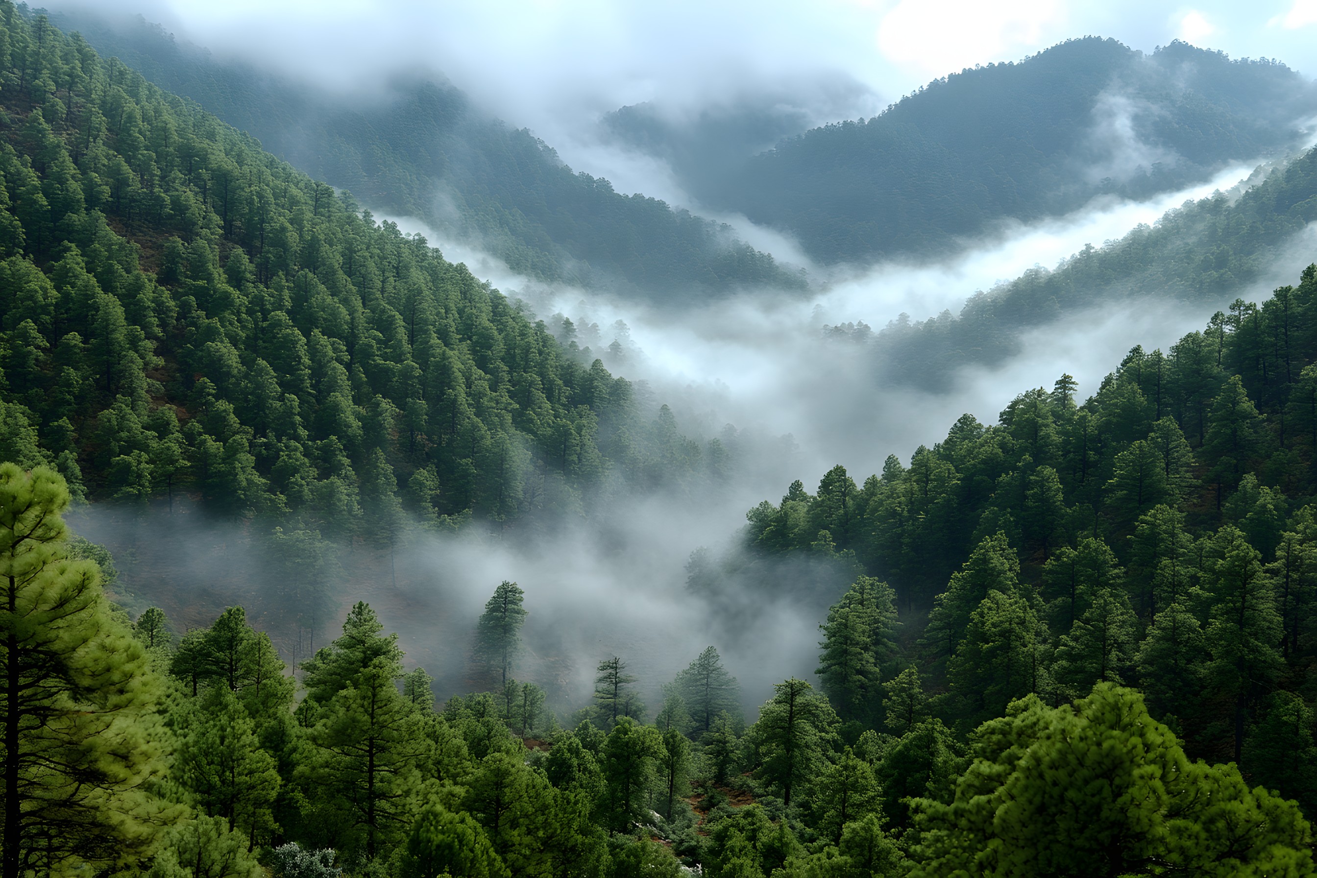 Natural environment, Mountainous landforms, Mountain, atmospheric phenomenon, Forest, Highland, Hill station, Spruce-fir forests, Hill, Ecoregion, Wilderness, Jungle, Valley, Mountain range, Old-growth forest, Tropical and subtropical coniferous forests, Rainforest, Mist, Nature reserve, Northern hardwood forest