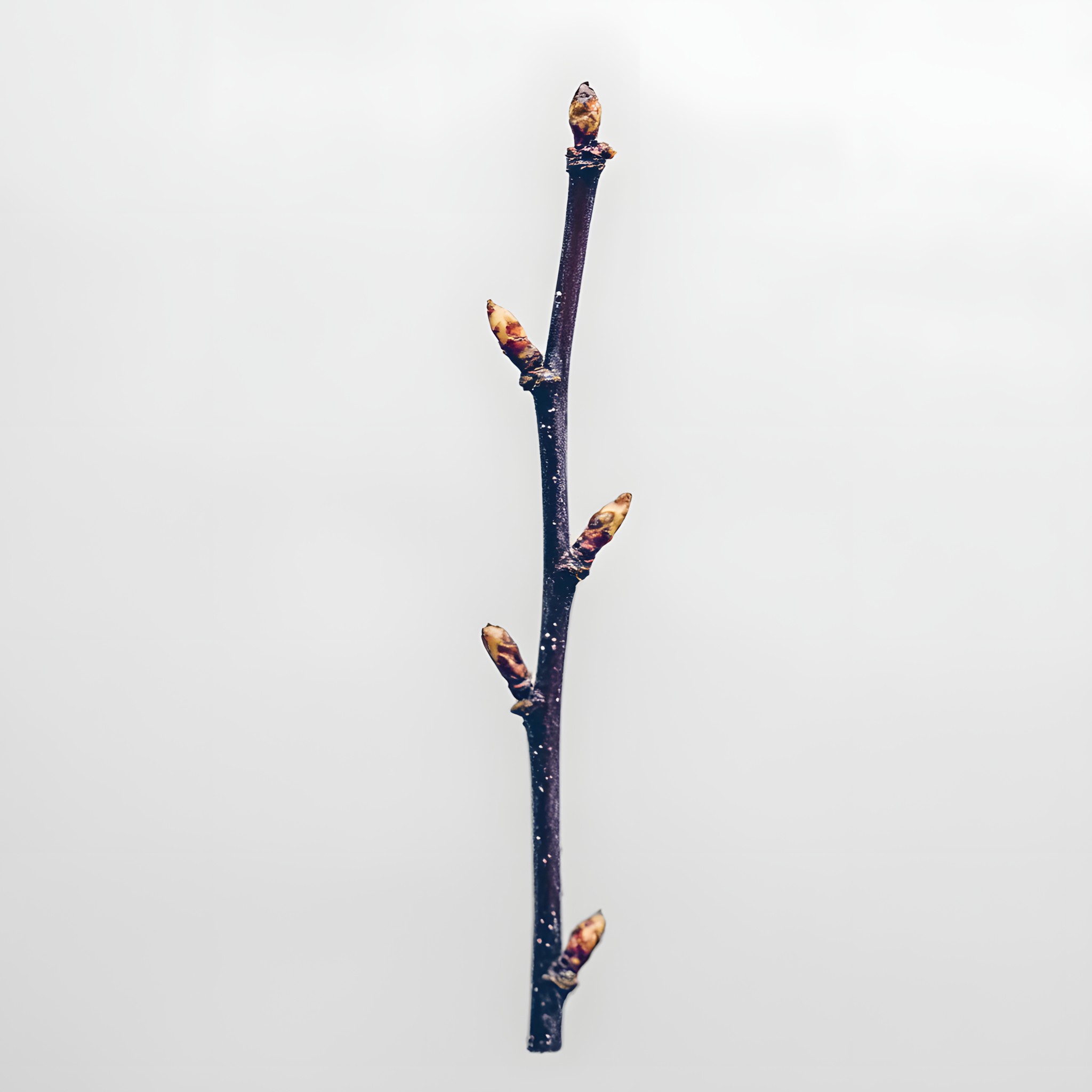 Branch, Twig, Plant stem, Macro photography, Bud, Still life photography, Balance, Birch family