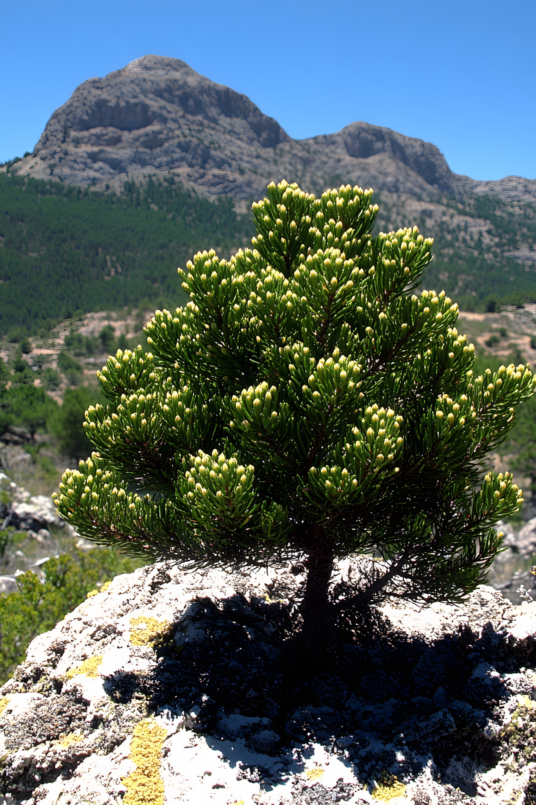 Conifers, Perennial plant, Pine family, Liverworts, Chaparral