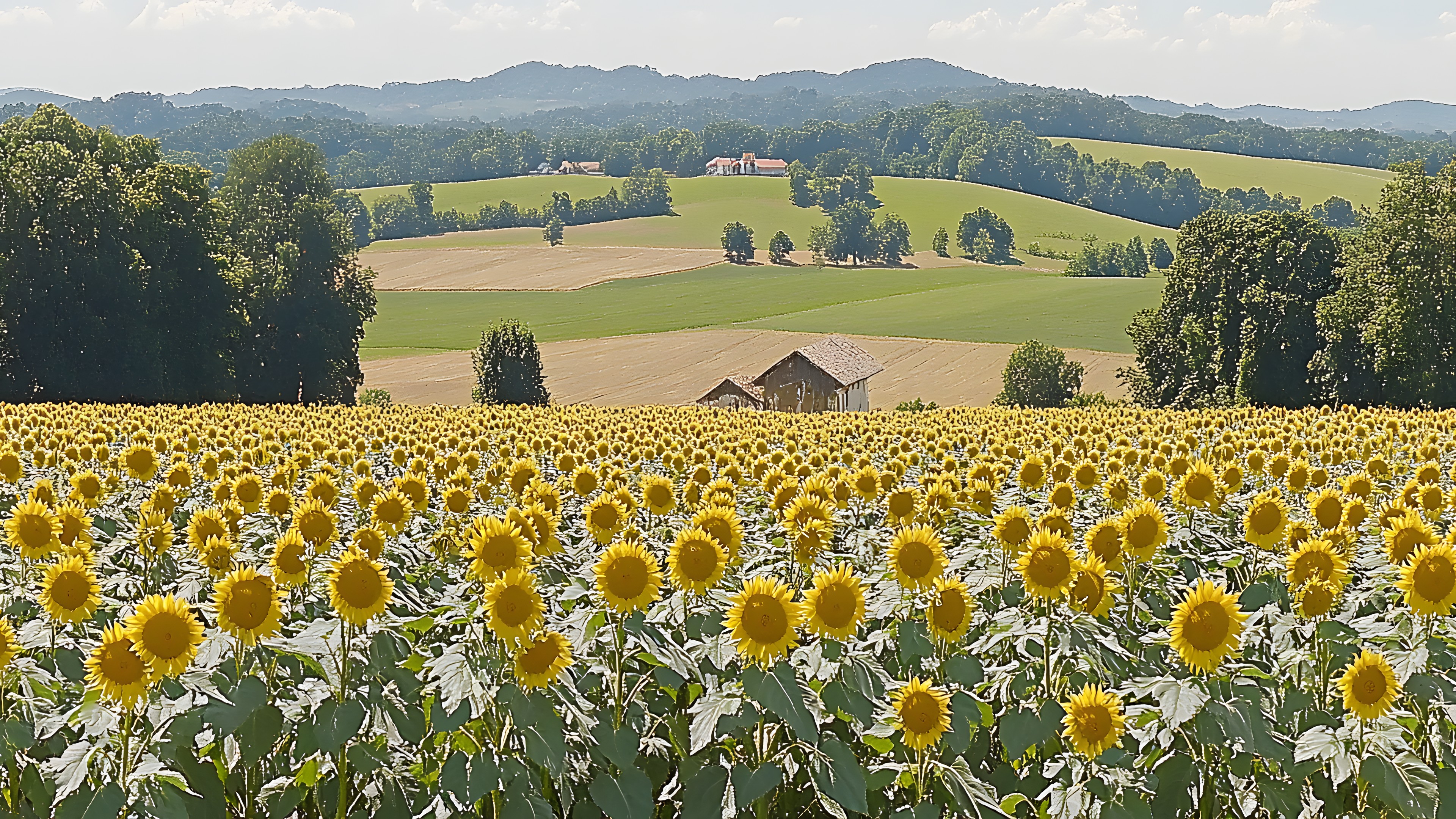 Flower, Common sunflower, Field, Agriculture, Plantation, Flowering plant, Meadow, Crop, Wildflower, Sunflowers, Farm, Forb