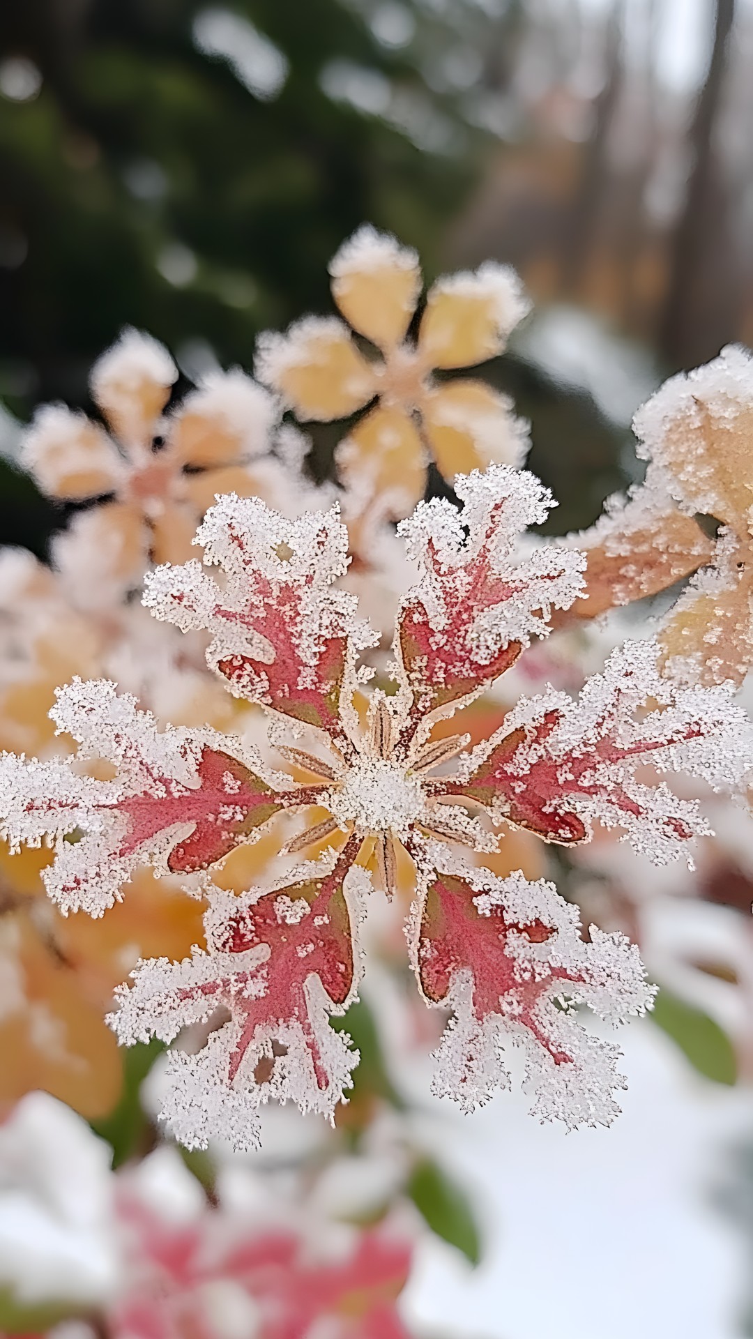 Winter, Frost, Pink, Snow, Freezing, Natural material, Snowflake, Macro photography