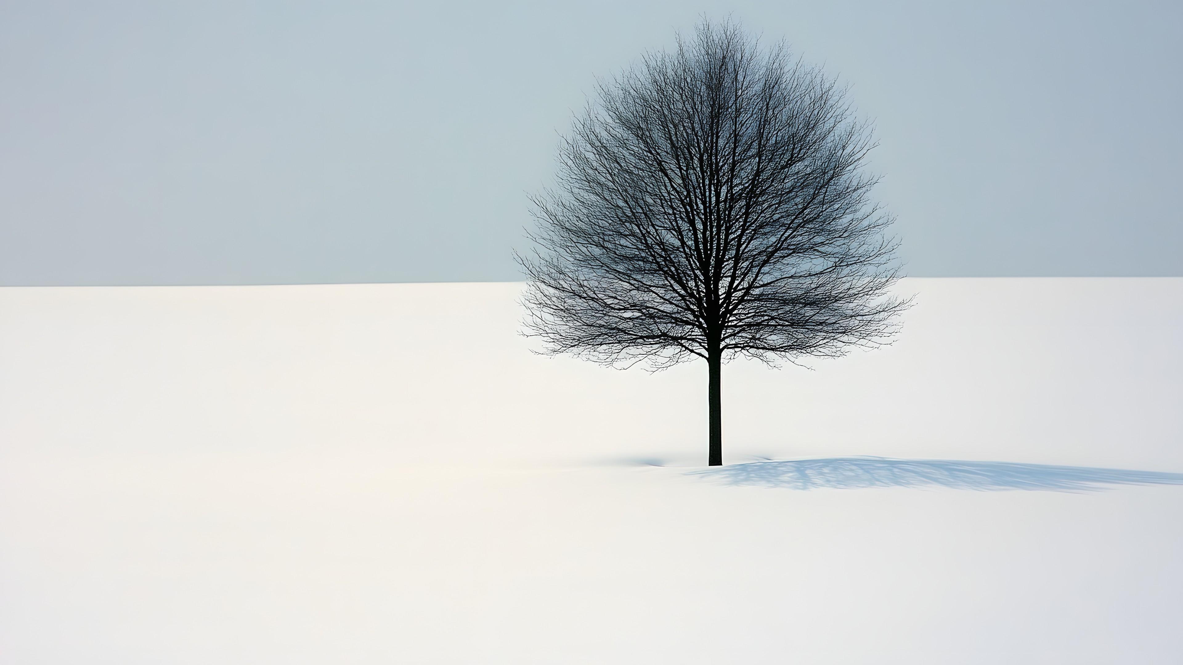 atmospheric phenomenon, Winter, Woody plant, Twig, Snow, Freezing, Graphics, Wind, Precipitation, Fog