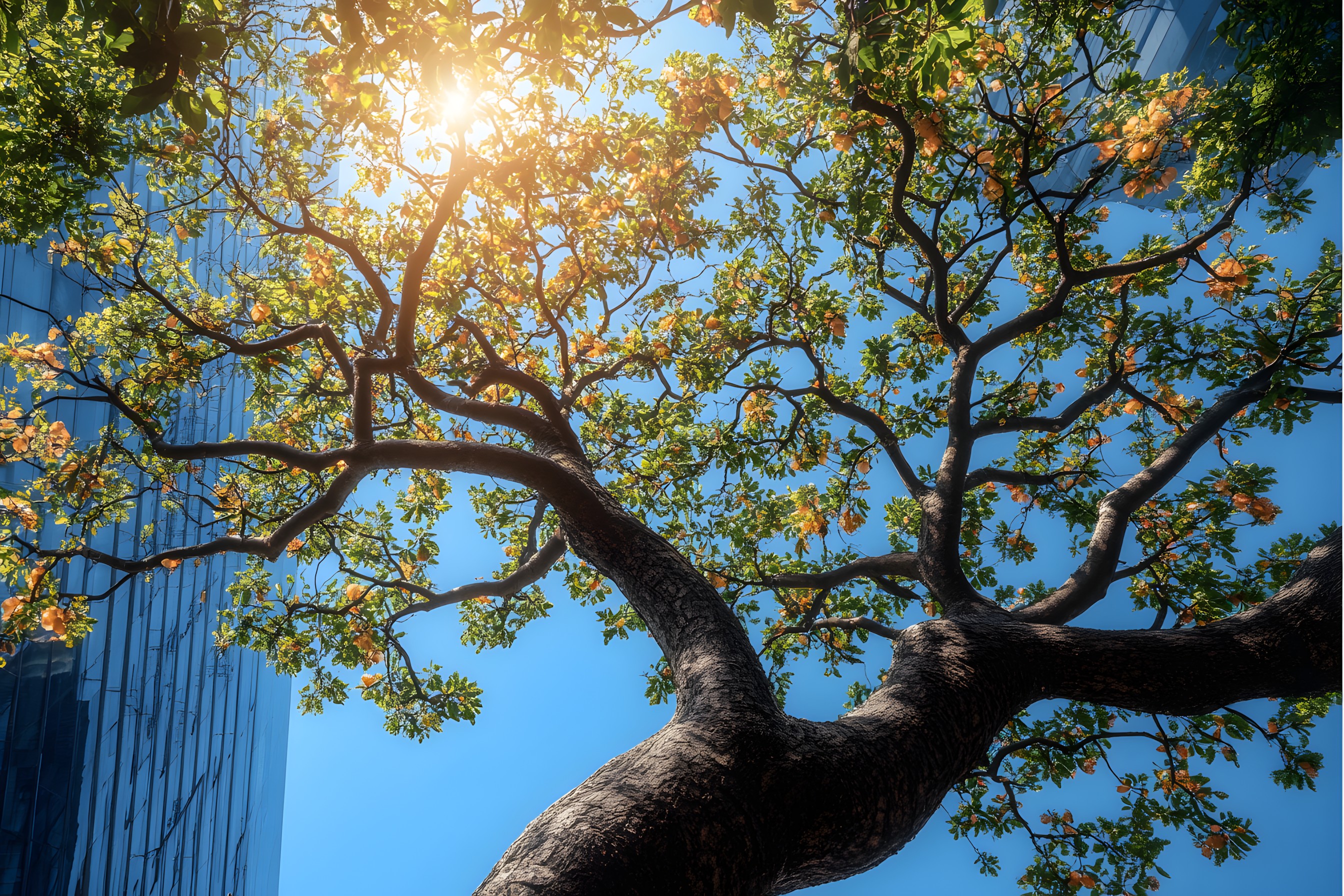 Blue, Branch, Daytime, Leaf, Nature, Yellow, Twig, Vegetation, Trunk, Woody plant, Sunlight, Stock photography