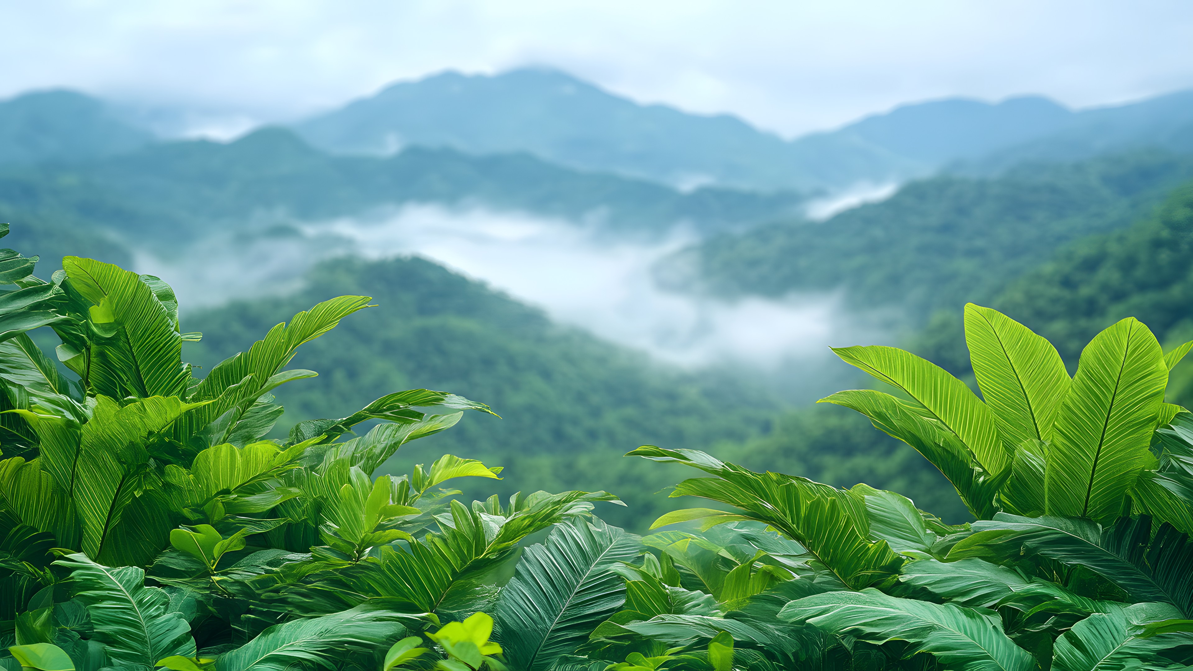 Plant, Mountain, Sky, Cloud, Ecoregion, Natural landscape, People in nature, Natural environment, Tree, Terrestrial plant, Fog, Highland, Atmospheric phenomenon, Biome, Landscape, Grass, Forest, Arecales, Mountain range, Grassland