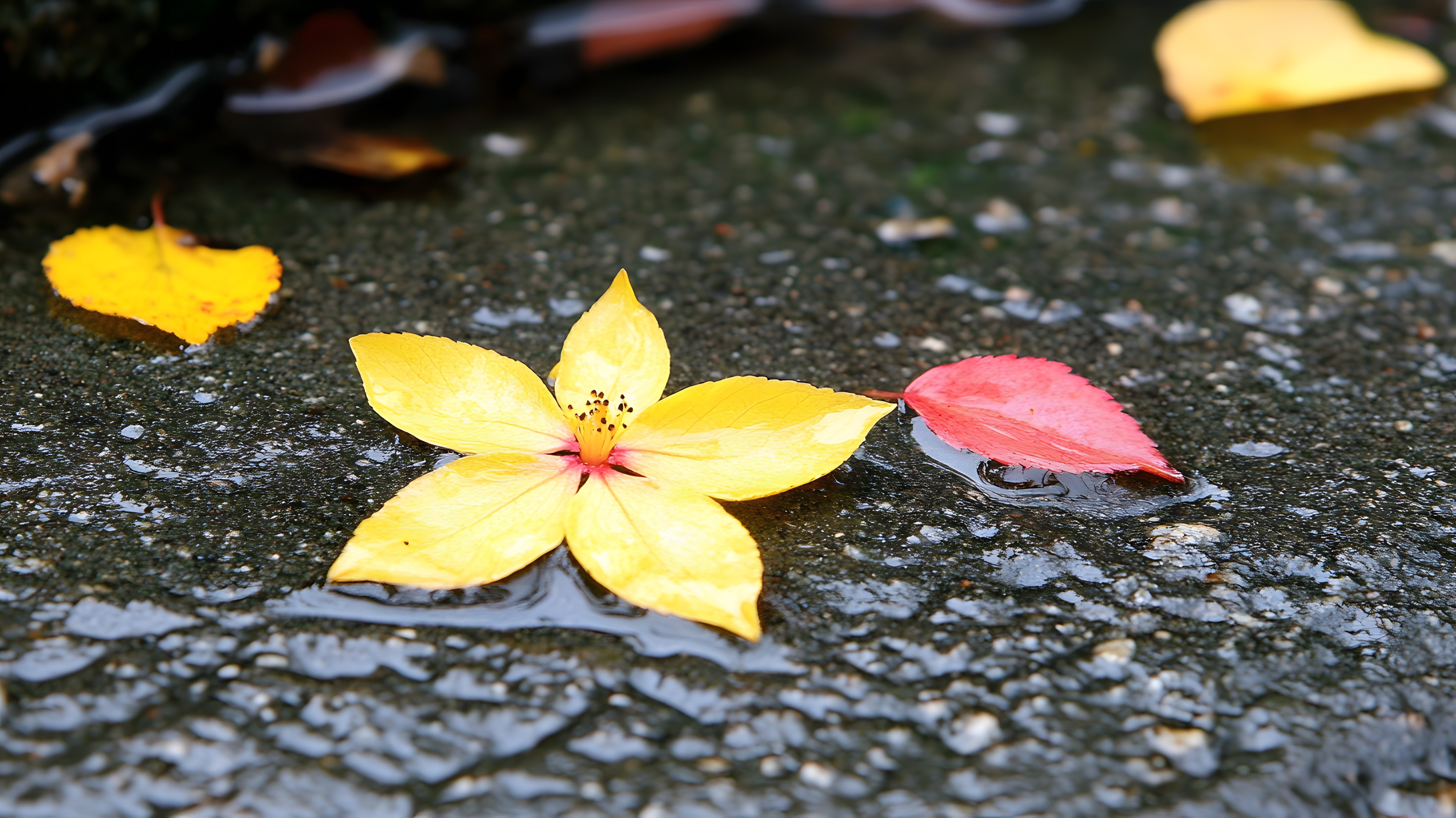 Yellow, Petal, Close-up, Reflection, Autumn, Macro photography, Still life photography, Moisture