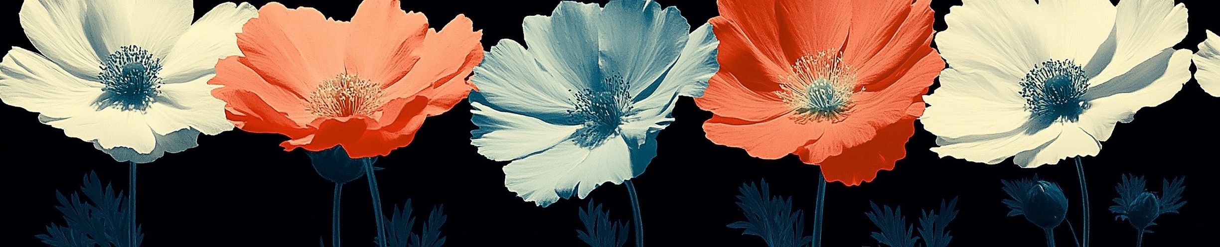 Geraniums