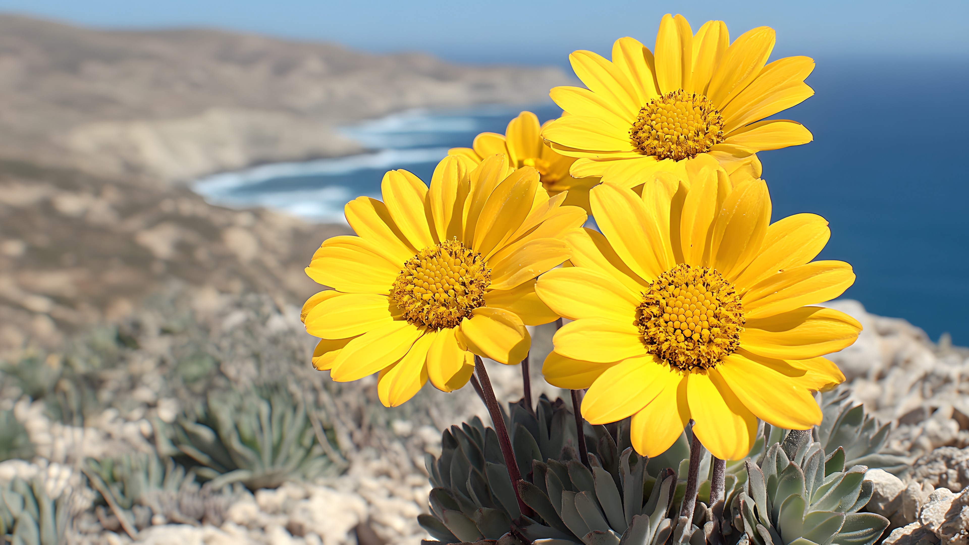 Flower, Yellow, Petal, Flowering plant, Herbaceous plant, Daisy family, Forb, Wildflower, Pollen, Perennial plant, Sunflowers, African daisies