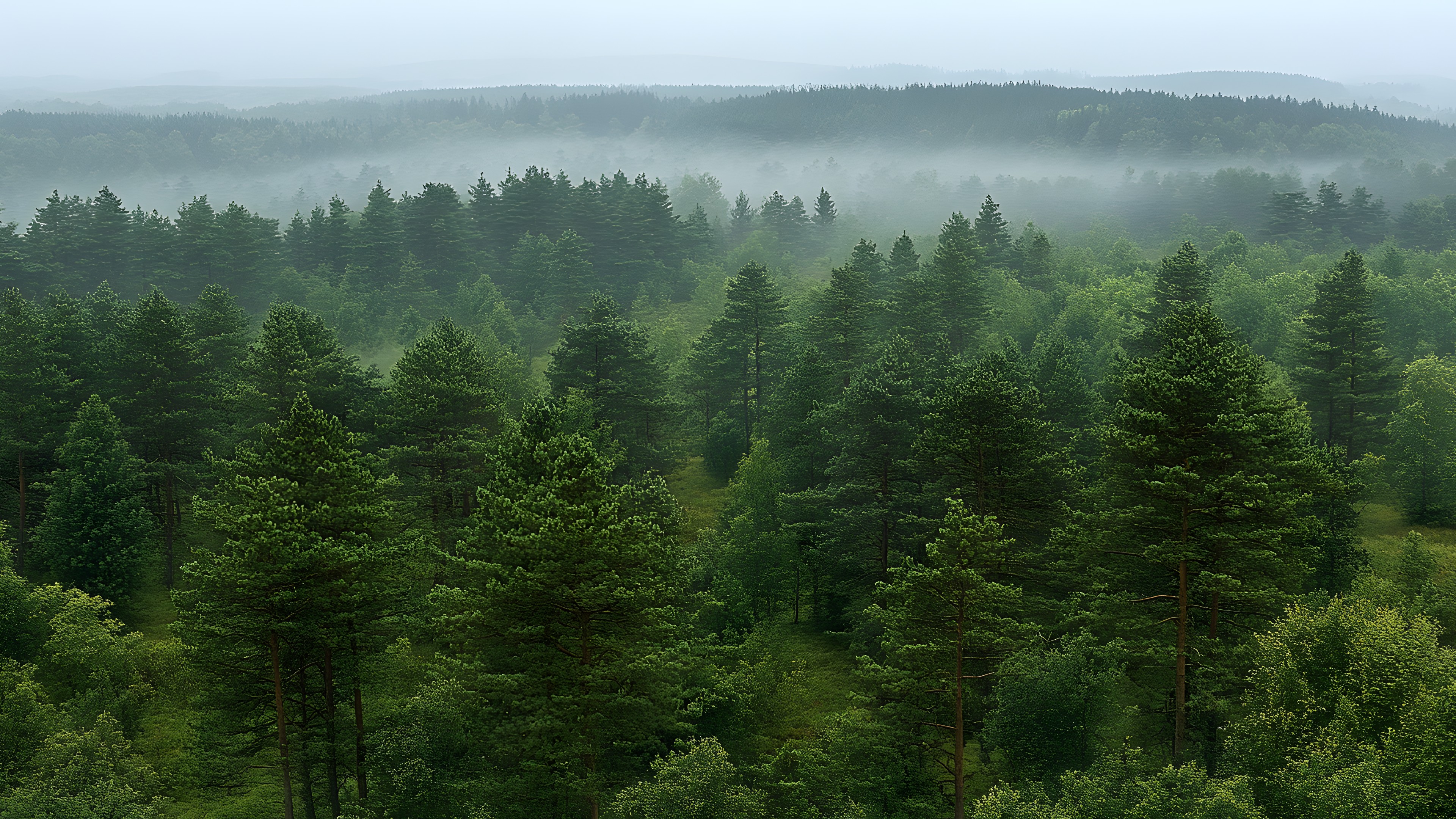 Tree, Natural environment, atmospheric phenomenon, Forest, Spruce-fir forests, Ecoregion, Wilderness, Hill station, Northern hardwood forest, Jungle, Temperate broadleaf and mixed forest, Old-growth forest, Larch, Tropical and subtropical coniferous forests, Mist, Nature reserve, Woody plant, Fog, Rainforest, Grove