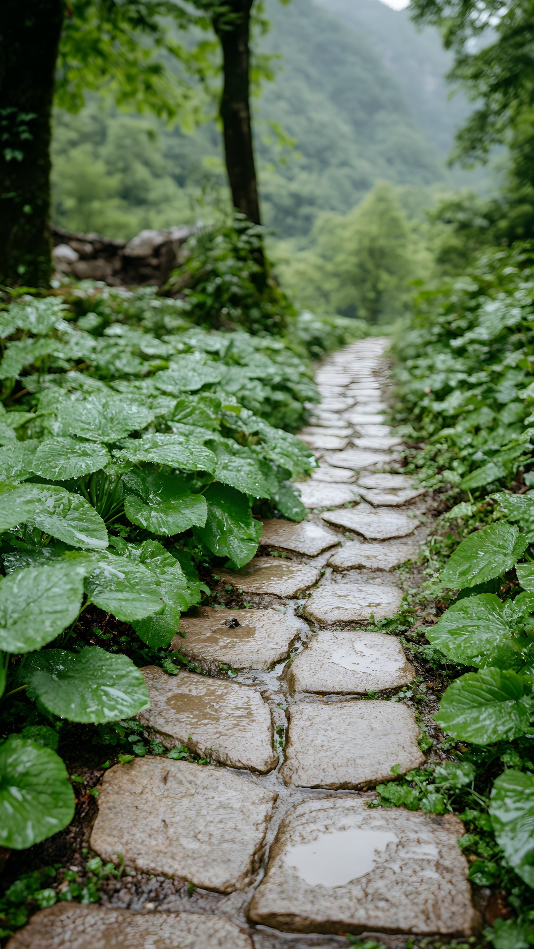 Plant, Natural landscape, Road surface, Tree, Terrestrial plant, Wood, Grass, Watercourse, Landscape, Groundcover, Trunk, Shrub, Flooring, Road, Forest, Flagstone, Walkway, Soil, Annual plant, Garden