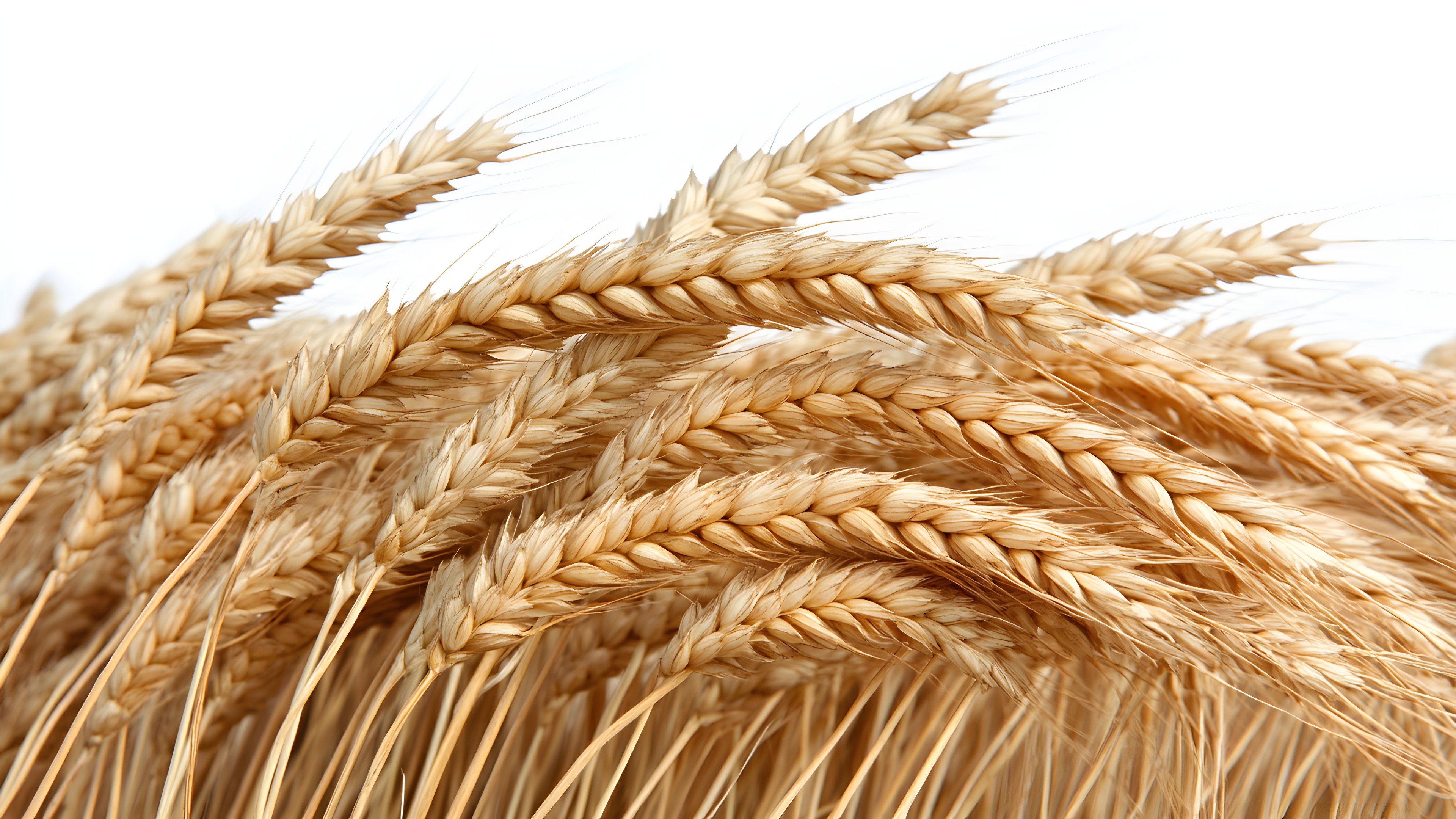 Wheat, Agriculture, Khorasan wheat, Crop, Ingredient, Grasses, Whole grain, Close-up, Cereal, Einkorn wheat, Staple food, Field, Malt, Spelt, Triticale, Grain, Gluten, Oats, Hordeum, Rye