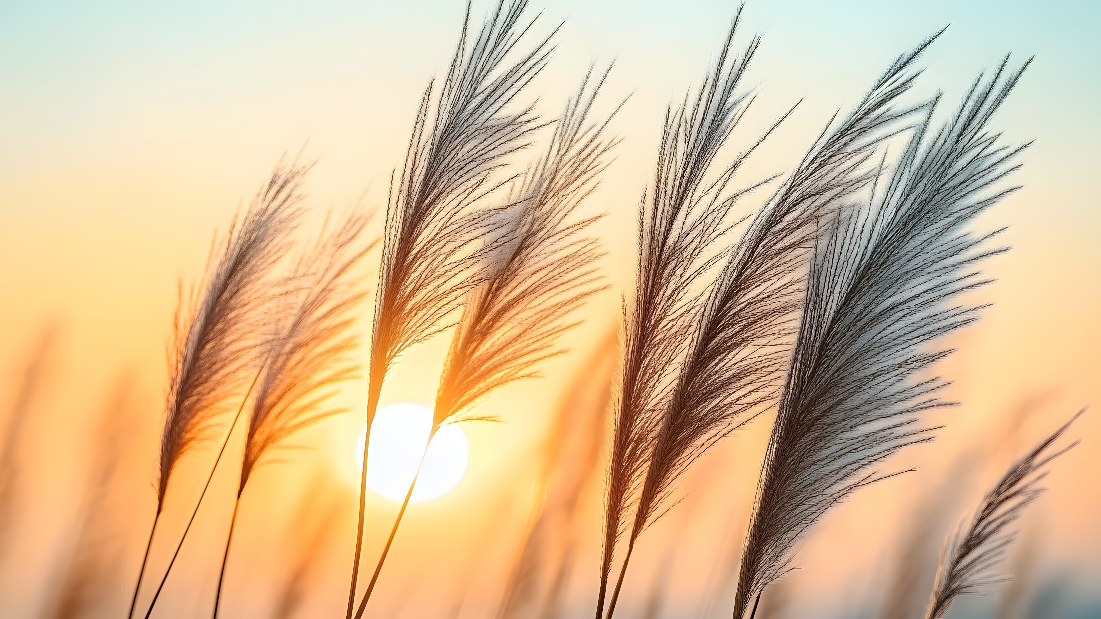 Grasses, Close-up, Sunlight, Whole grain, Plant stem, Gluten, Wind, Wheat, Macro photography, Evening, Crop, Cereal, Agriculture, Sunset, Afterglow, Sunrise, Grain