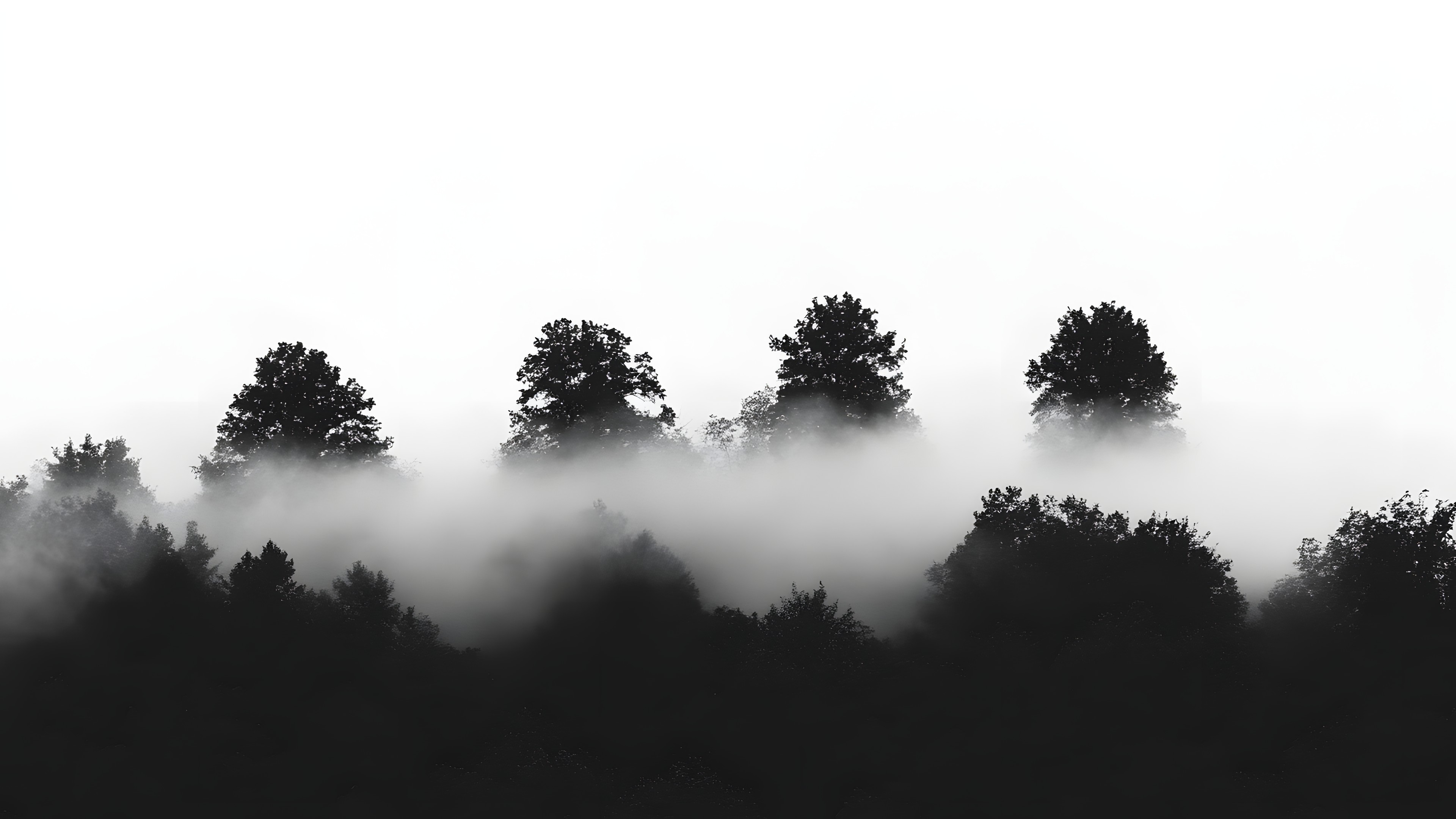 atmospheric phenomenon, Branch, Monochrome photography, Fog, Mist, Forest, Black and white, Morning, Woody plant, Monochrome, Grey, Haze, Twig, Tropical and subtropical coniferous forests, Jungle, Old-growth forest, Spruce-fir forests, Conifers, Larch, Meteorological phenomenon