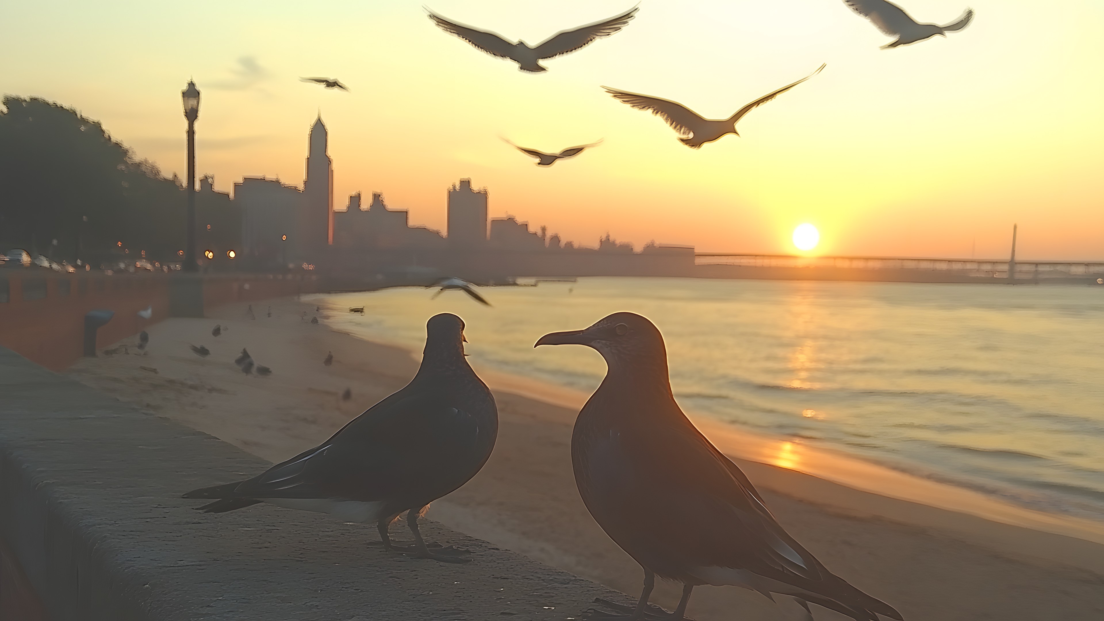 Bird, Beak, Vertebrate, Wing, Sunset, Dusk, Feather, Sea, Evening, Sunrise, Seabird, Morning, Sunlight, Lari, Ocean, Gulls, Afterglow, Pigeons and doves, Shorebirds, Beach