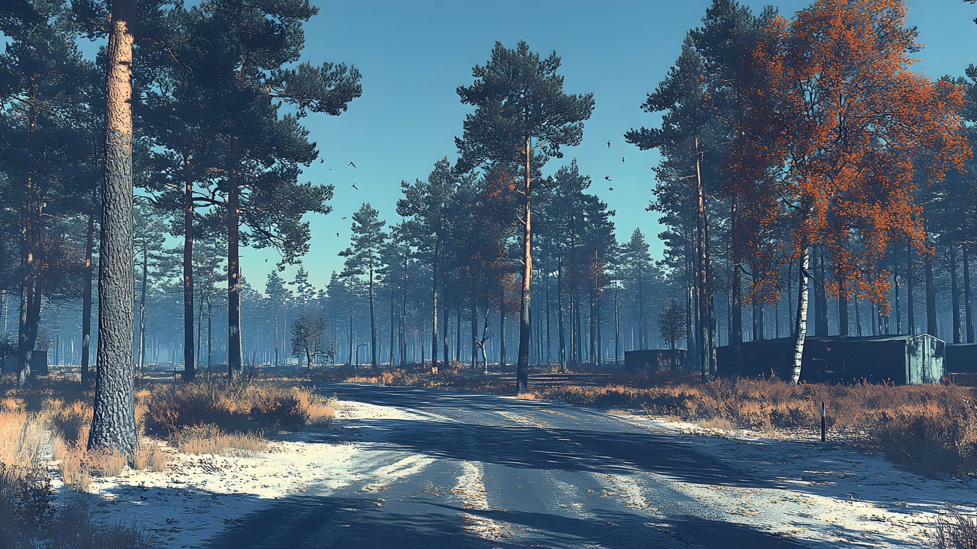 Tree, Nature, Natural landscape, Road, Forest, Spruce-fir forests, Winter, Trunk, Grove, Woodland, Sunlight, Woody plant, Larch, Trail, Northern hardwood forest, Tropical and subtropical coniferous forests, Old-growth forest, Temperate broadleaf and mixed forest, Conifers, Evening