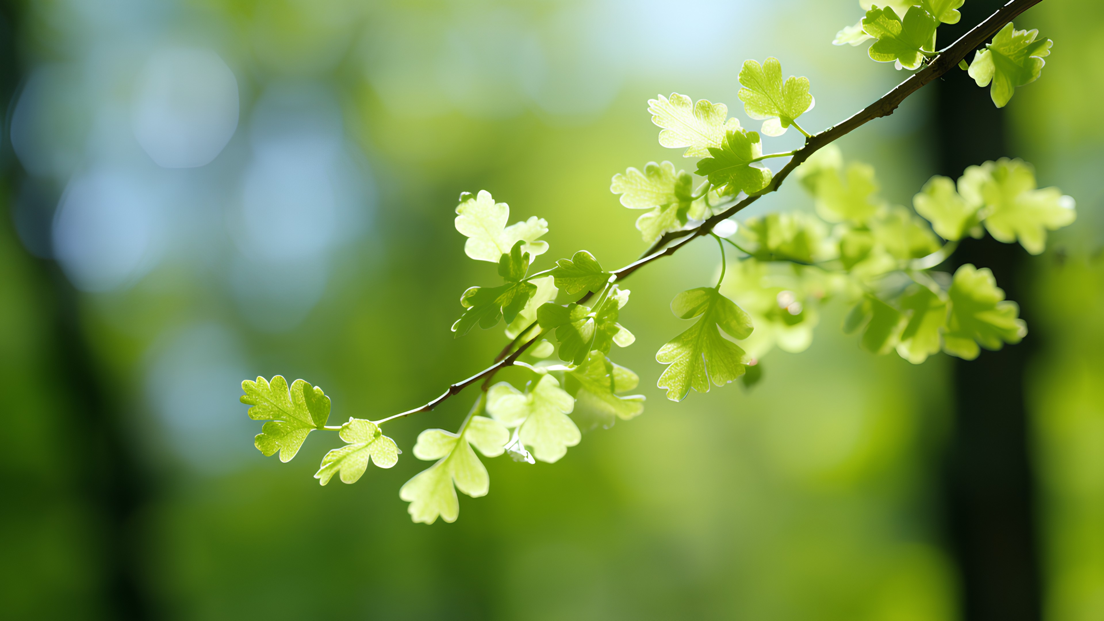 Branch, Twig, Plant, Terrestrial plant, Flower, Grass, Flowering plant, Natural landscape, Tree, Sky, People in nature, Plant stem, Macro photography, Annual plant