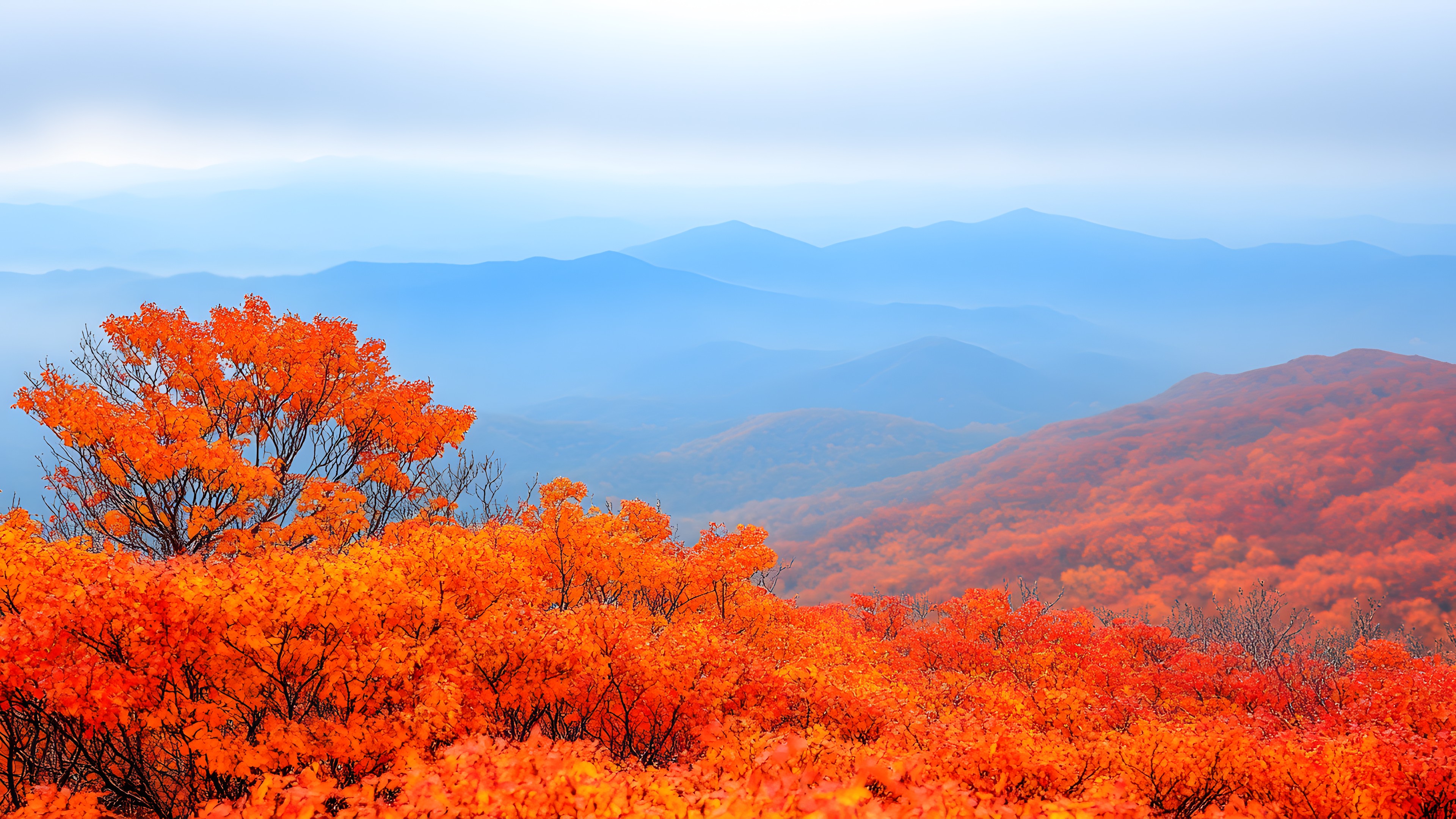 Orange, Ridge, Autumn, Temperate broadleaf and mixed forest