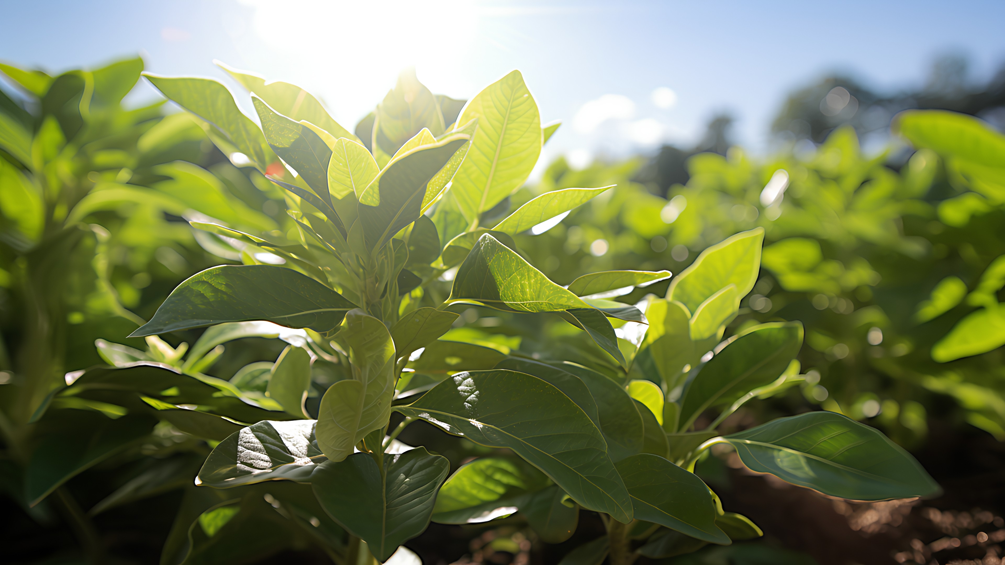 Sky, Leaf, Plant, Terrestrial plant, Tobacco, Grass, Tints and shades, Landscape, Flowering plant, Cloud, Wood, Tree, Field, Plantation, Herb, Natural landscape, Agriculture