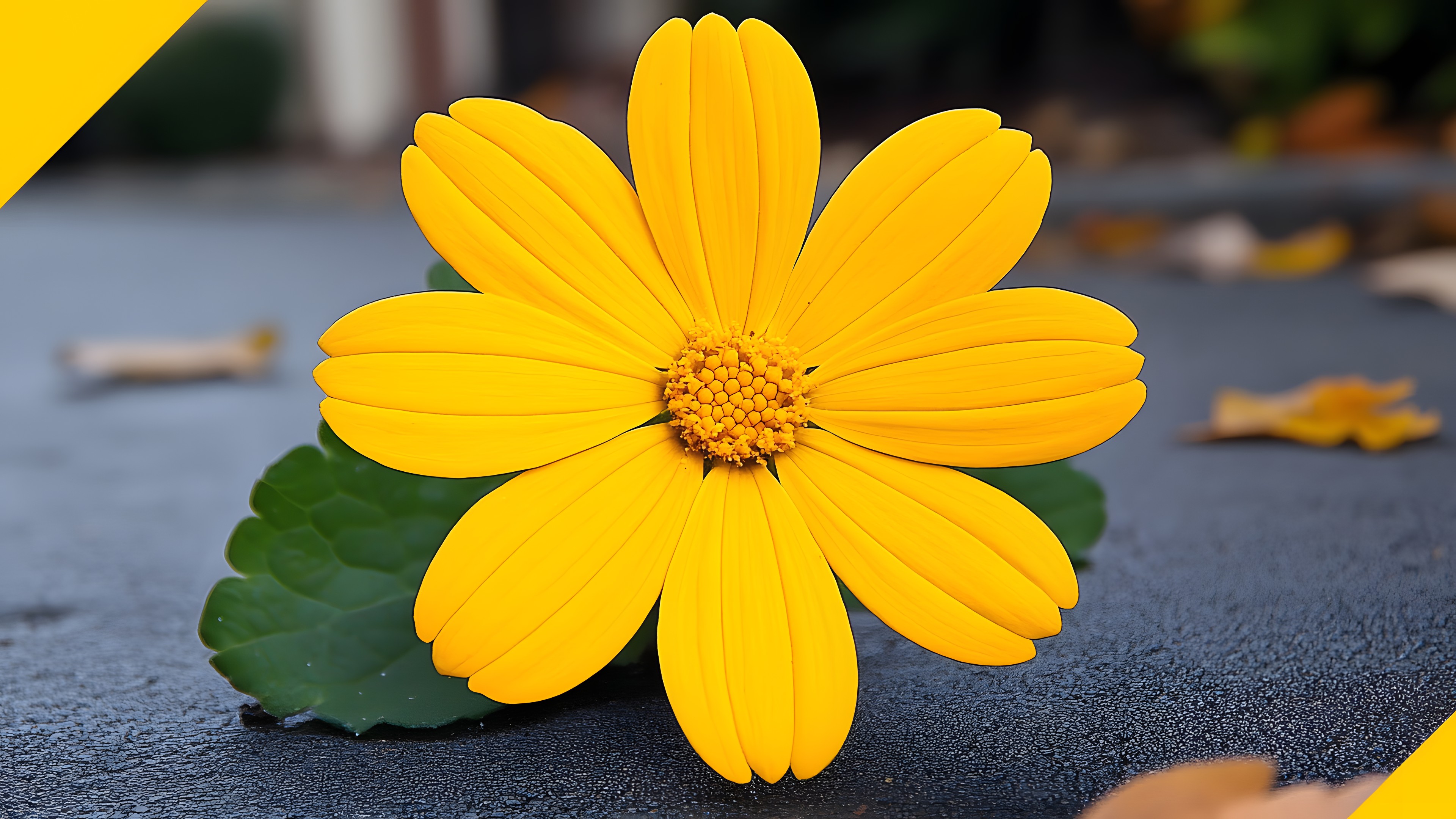 Flower, Petal, Yellow, Close-up, Macro photography, Flowering plant, Pollen, Herbaceous plant, Forb, Daisy family, Pedicel, Wildflower, Still life photography, Perennial plant, Sunflowers