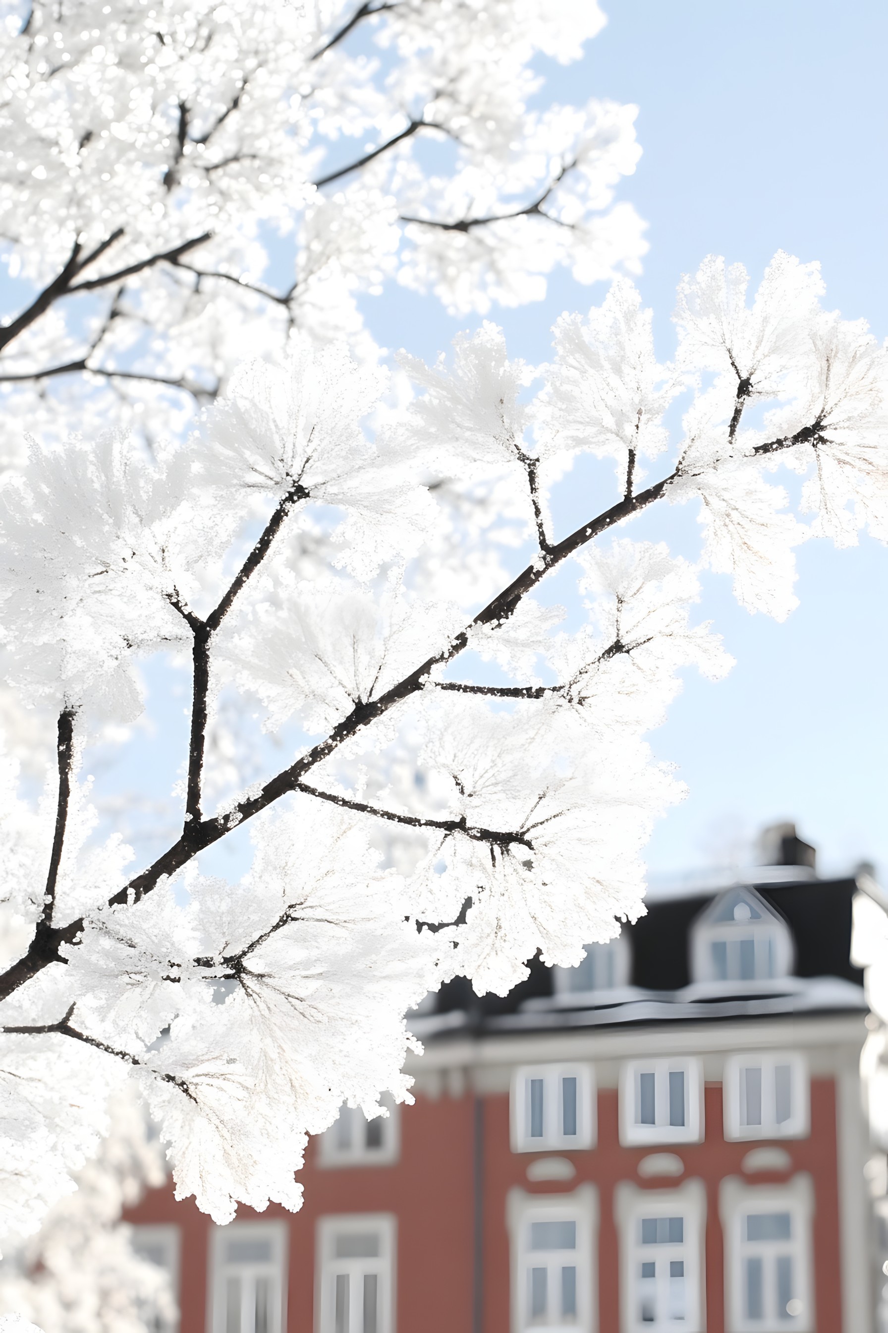 Branch, Twig, Winter, Snow, Freezing, Blossom, Frost, Cherry blossom, Prunus