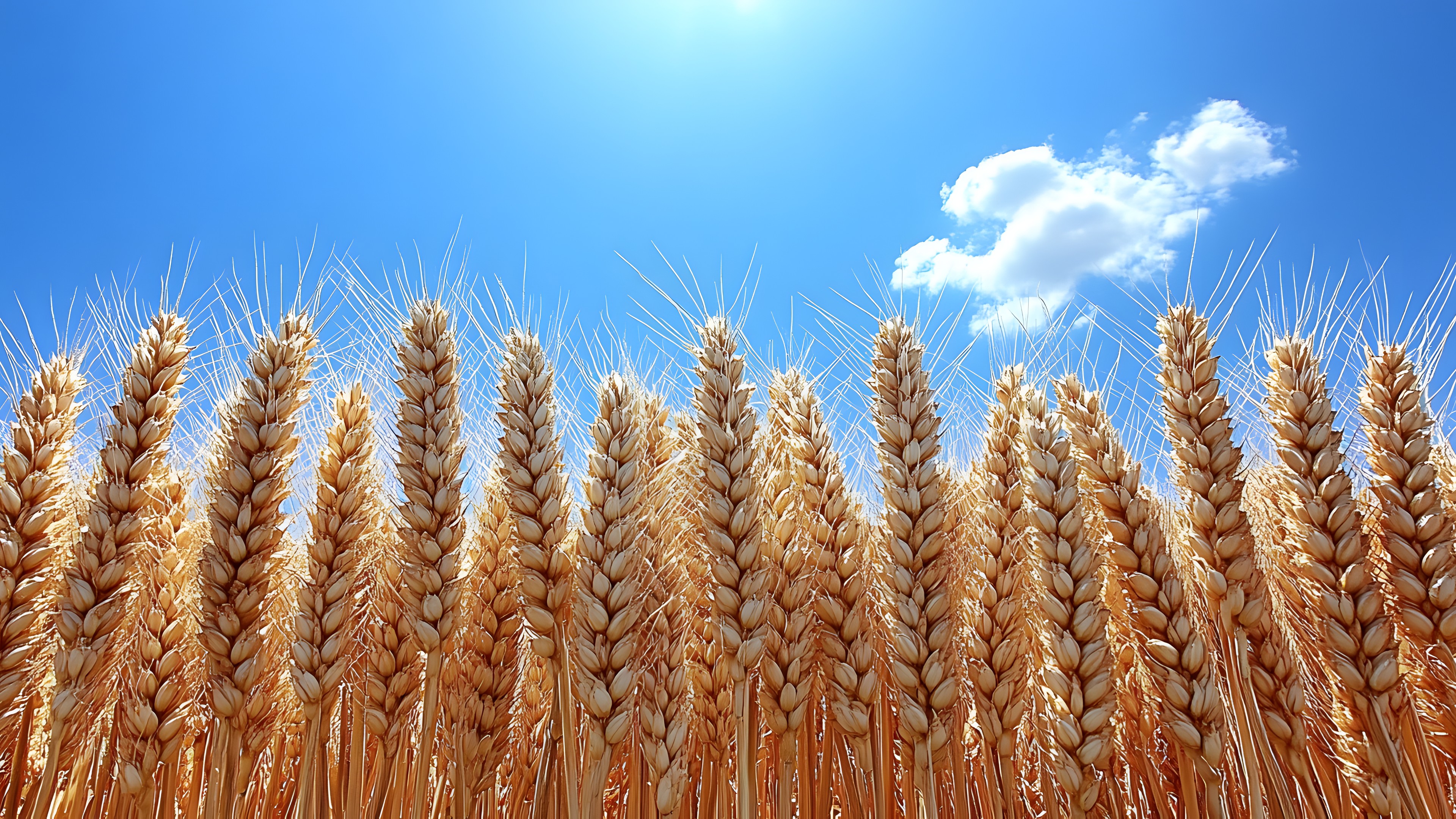 Yellow, Agriculture, Field, Crop, Khorasan wheat, Wheat, Grasses, Whole grain, Gluten, Flowering plant, Einkorn wheat, Cereal, Plantation, Triticale, Staple food, Harvest, Spelt, Farm, Plant stem, Grain