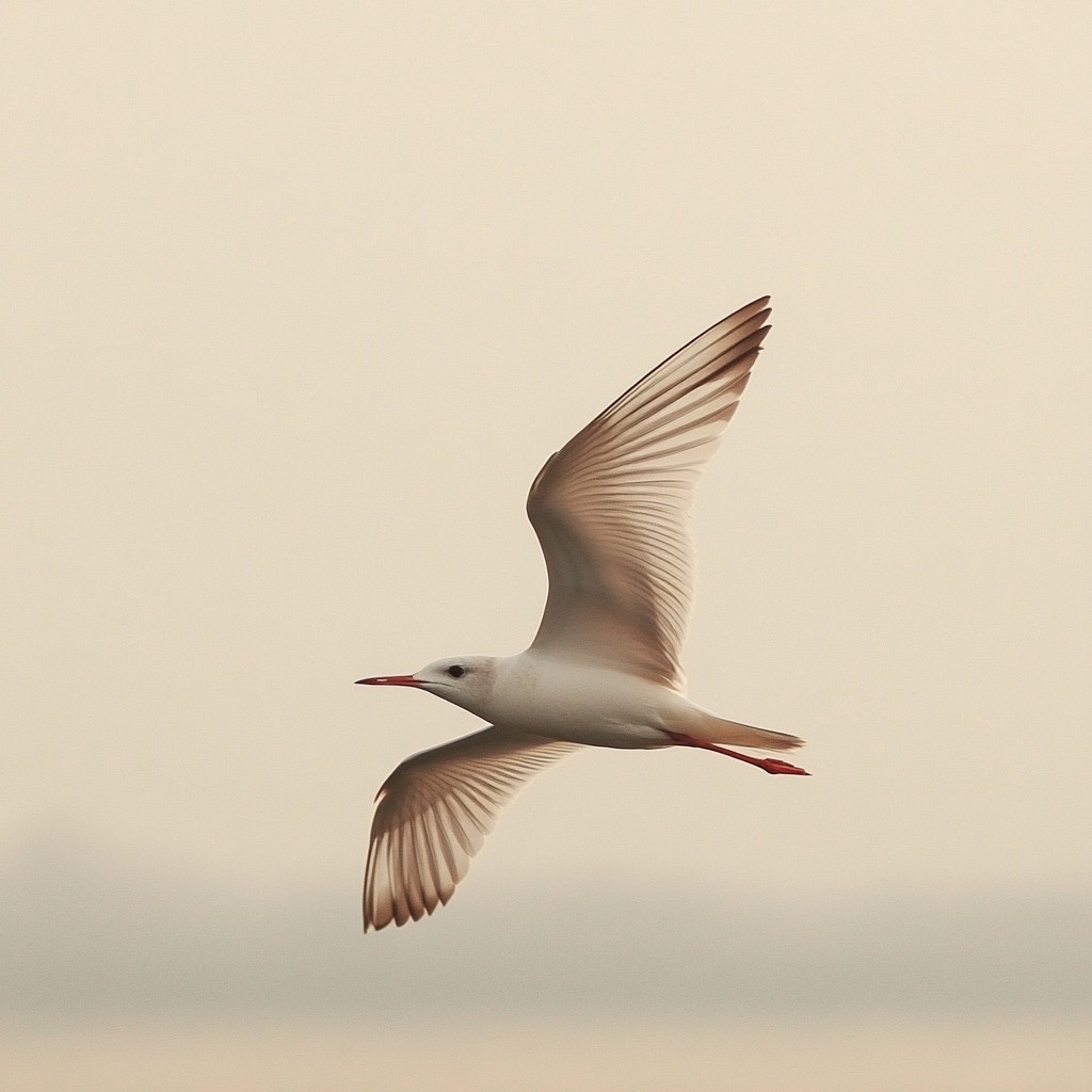 Bird, Beak, Seabird, Vertebrate, Wing, Lari, Feather, Flight, Gulls, Shorebirds, Tail, Wader, Peace