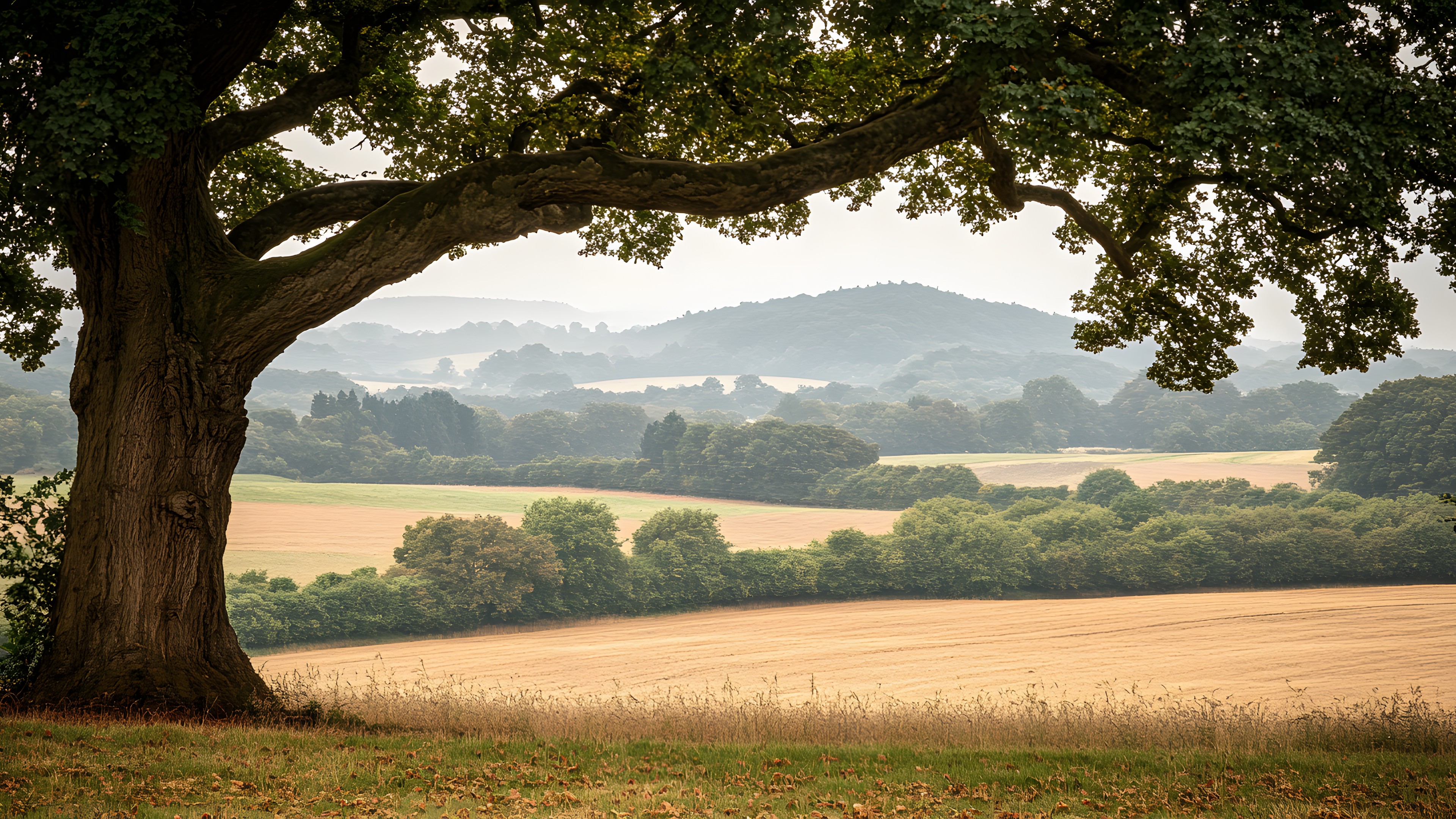 Tree, Natural landscape, Hill, Grassland, Ecoregion, Landscape, Plain, Trunk, Field, Morning, Sunlight, Woody plant, Savanna, Pasture, Meadow, Plantation, Prairie, Shadow, Farm, Hinterland