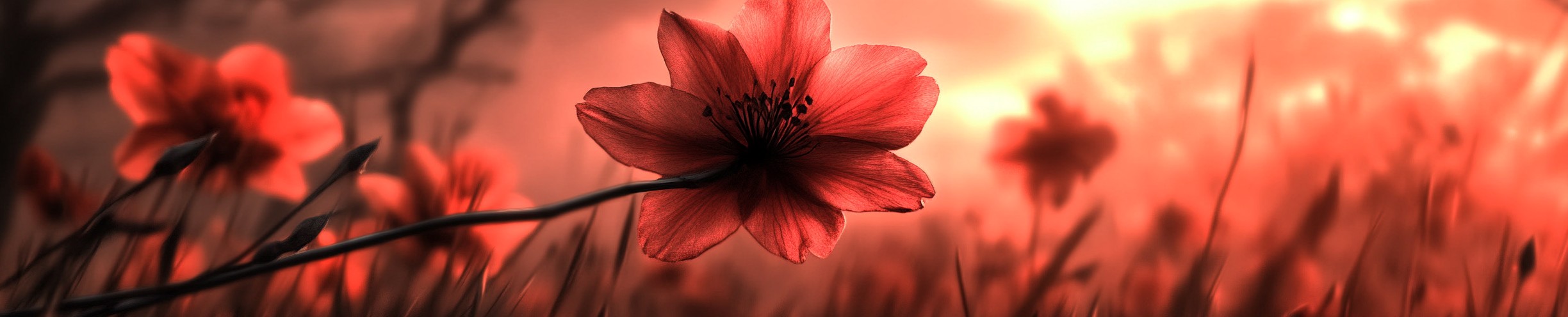 Red, Petal, Geraniums