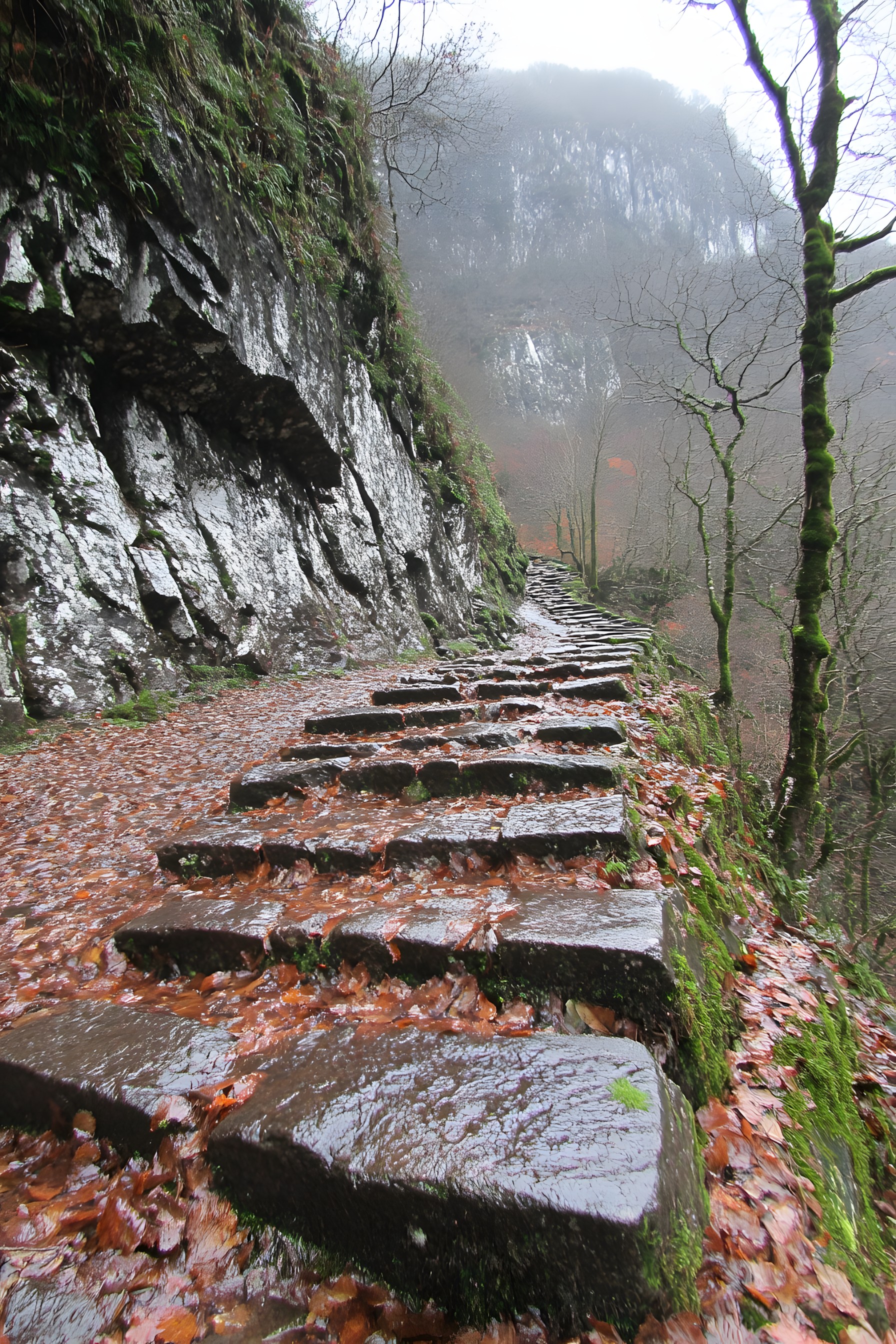 Stairs, Rock, Bedrock, Geological formation, Moss, Trail, Bryophyte, Walkway, Outcrop, Old-growth forest, Erosion, Path, Handrail