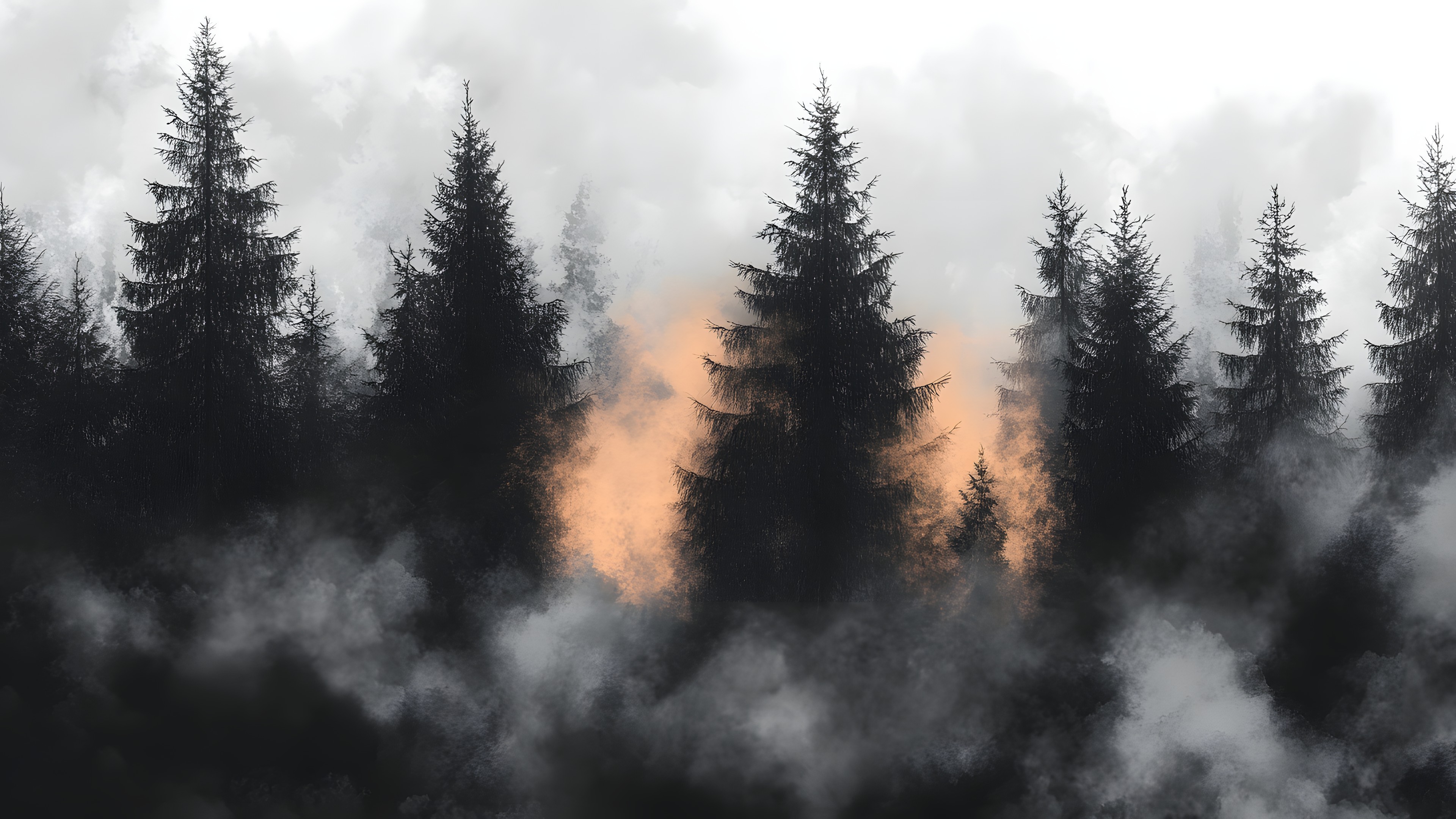 atmospheric phenomenon, Branch, Forest, Spruce-fir forests, Wilderness, Mist, Larch, Fog, Woody plant, Tropical and subtropical coniferous forests, Meteorological phenomenon, Old-growth forest, Northern hardwood forest, Conifers, Jungle, Black spruce, Temperate broadleaf and mixed forest, Woodland, Pine family, Evergreen