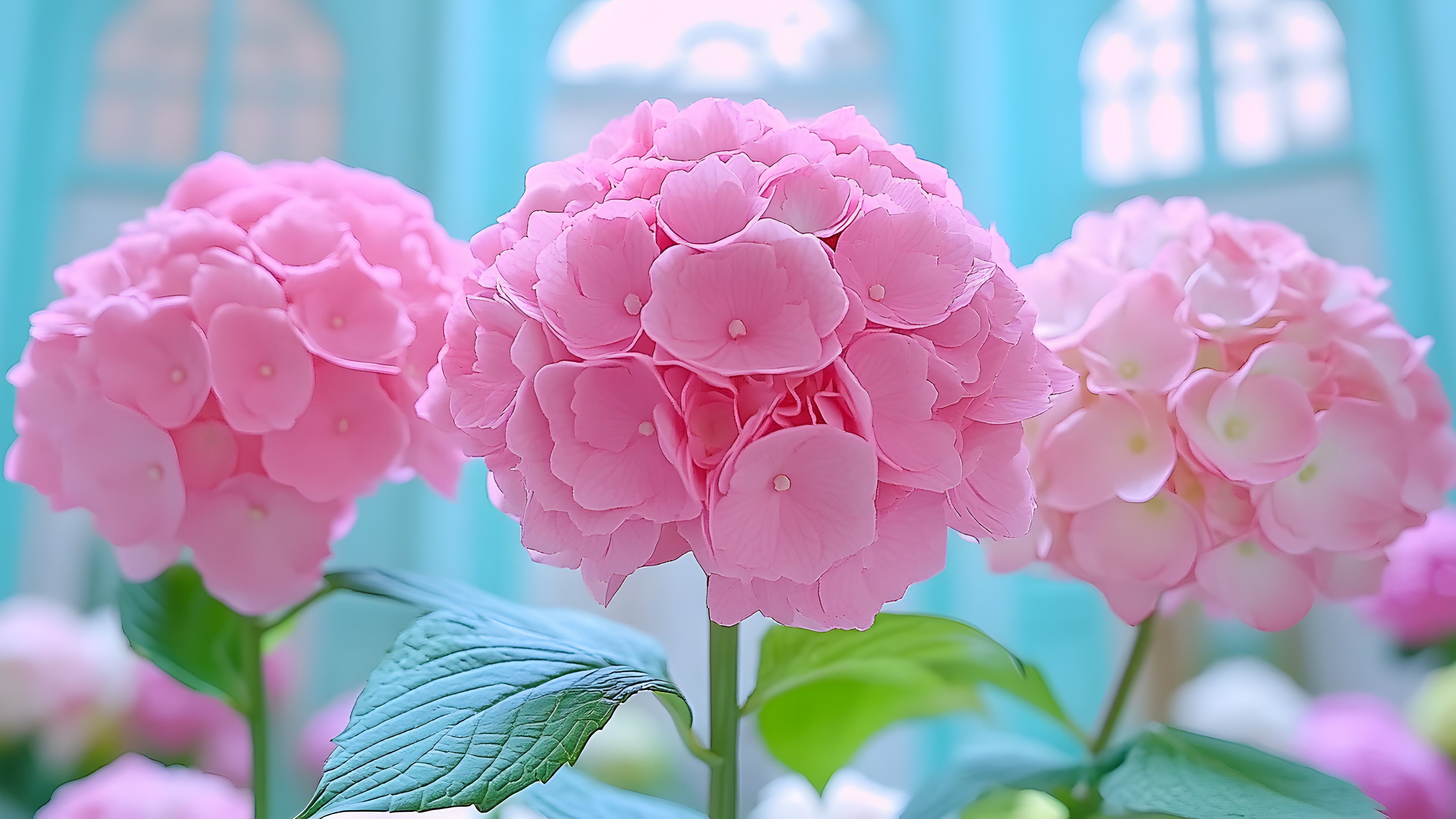 Flower, Petal, Pink, Flowering plant, Purple, Floristry, Plant stem, Flower Arranging, Hydrangeaceae, Blossom, Hydrangea, Floral design, Cut flowers, Perennial plant, Cornales, Tea of heaven, Pinks, Pedicel, Touch-me-not, Geraniums