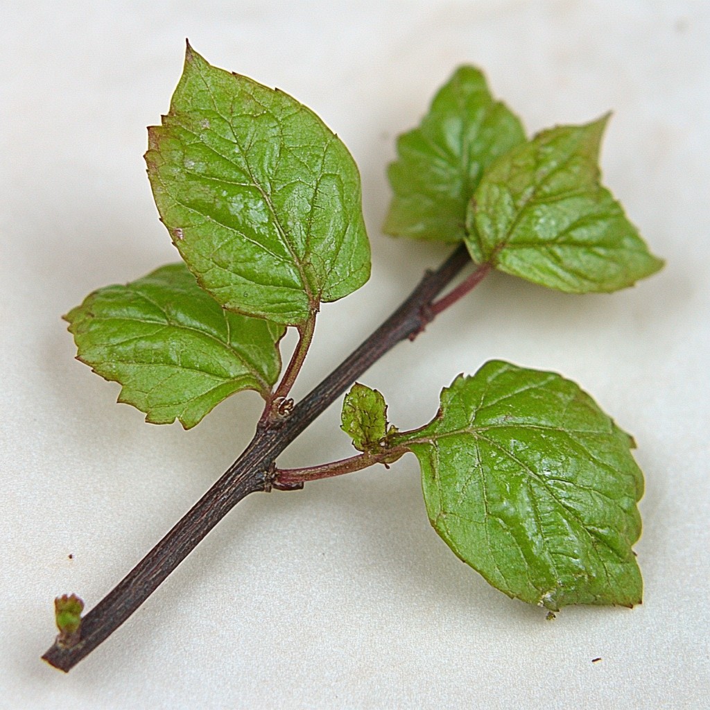 Leaf, Plant stem, Herb, Urticaceae