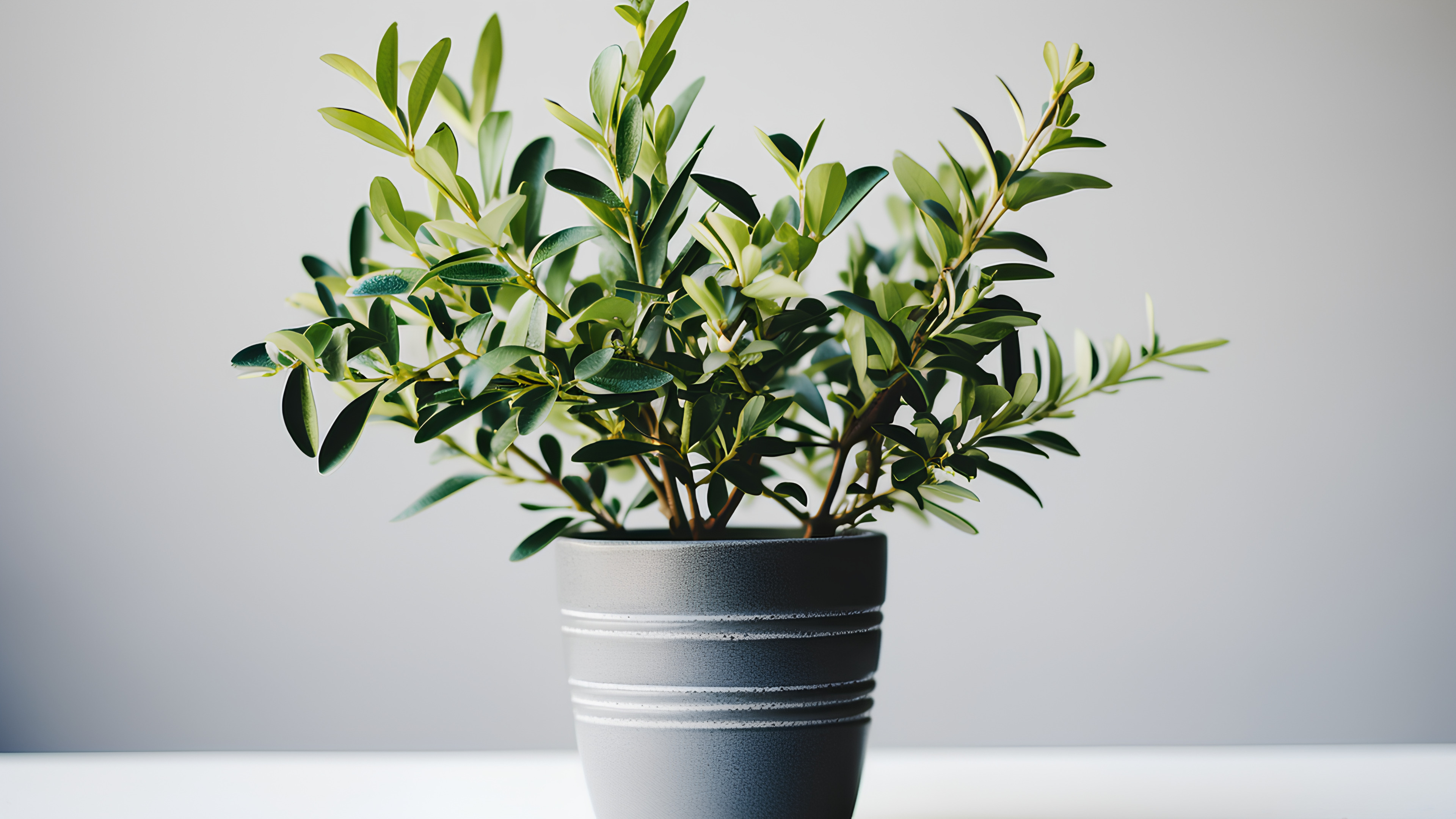 Plant, Houseplant, Flowerpot, Vase, Terrestrial plant, Flowering plant, Grass, Shrub, Palm tree, Twig, Herb, Electric blue, Plant stem