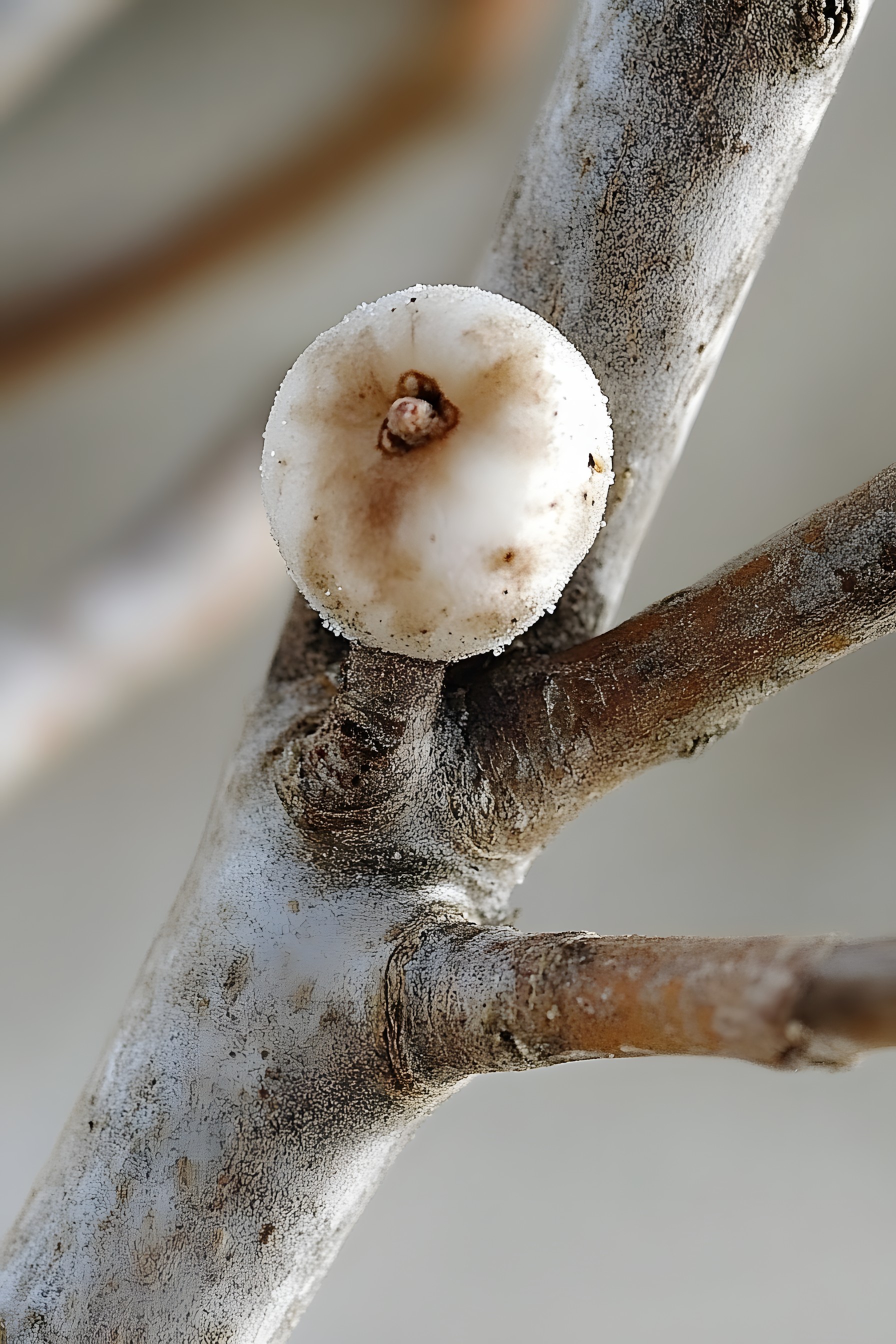 Close-up, Twig, Fungus, Natural material, Macro photography