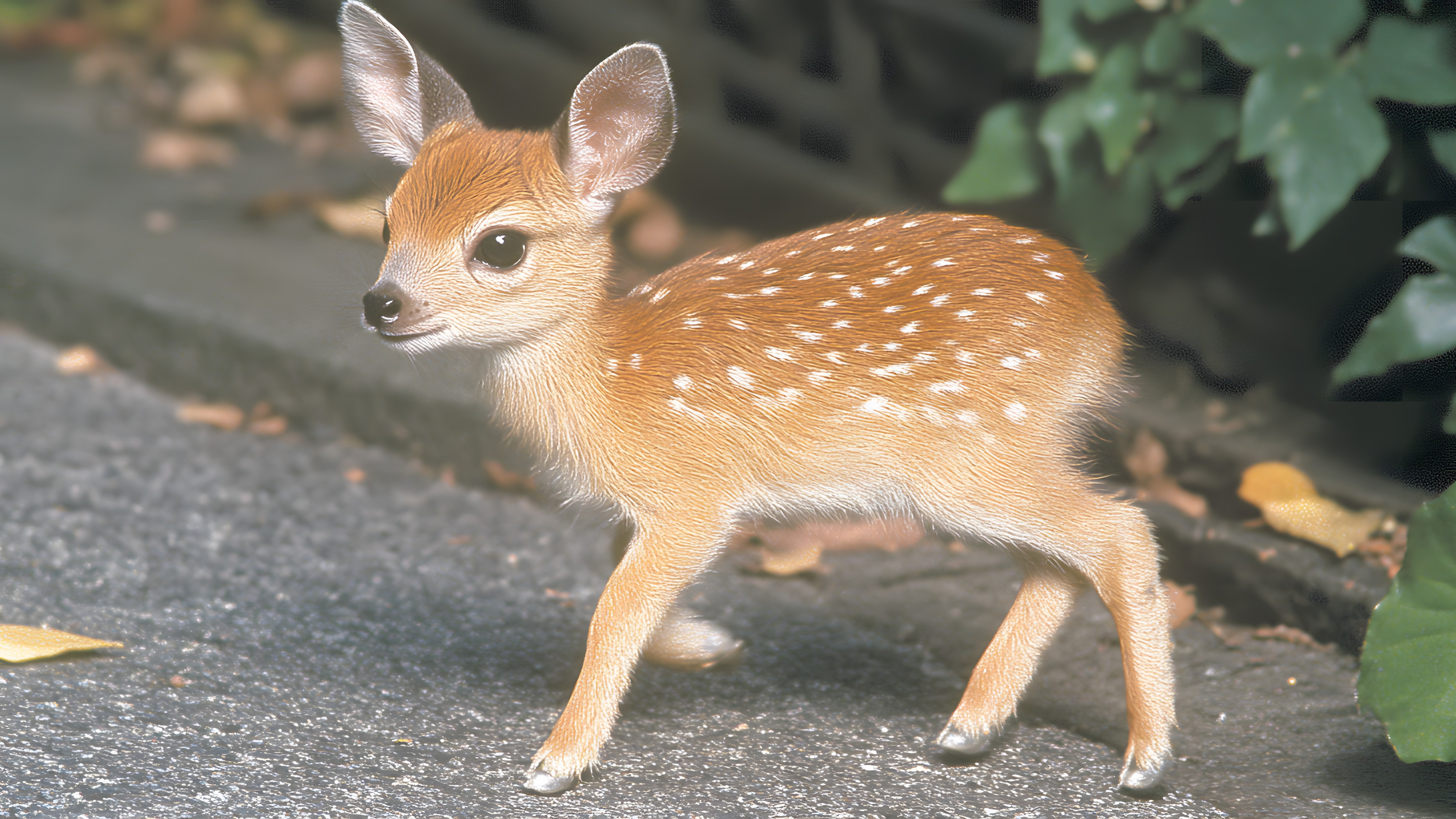 Deer, Terrestrial animal, Wildlife, Snout, White-tailed deer, Fur, Tail