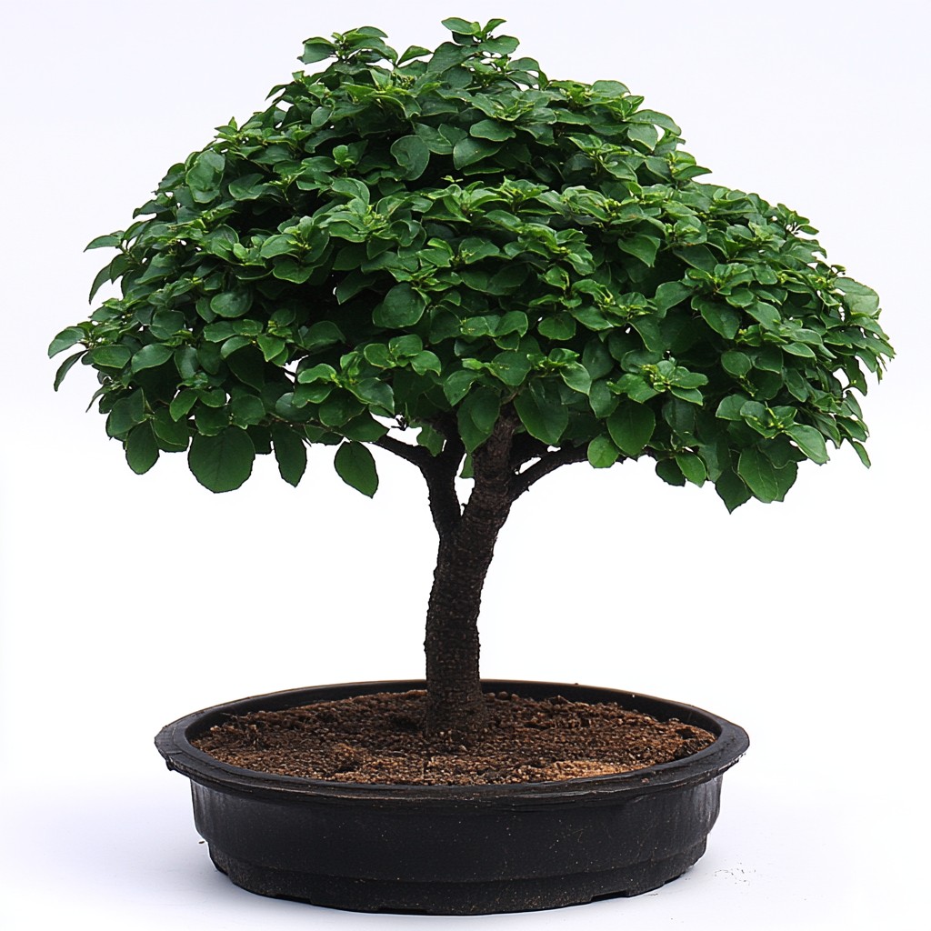 Flowerpot, Bonsai, Woody plant, Houseplant, Chinese sweet plum, Geraniums