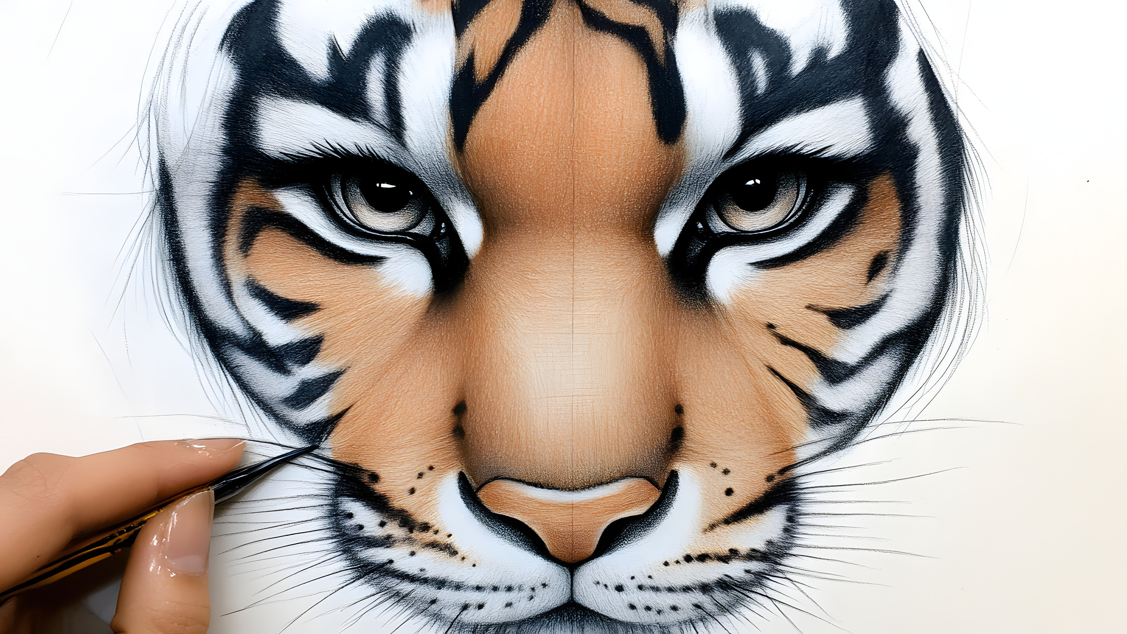 Tiger, Siberian Tiger, Bengal tiger, Felidae, Panthera, Snout, Whiskers, Terrestrial animal, Paint, Design, Graphics, Line art