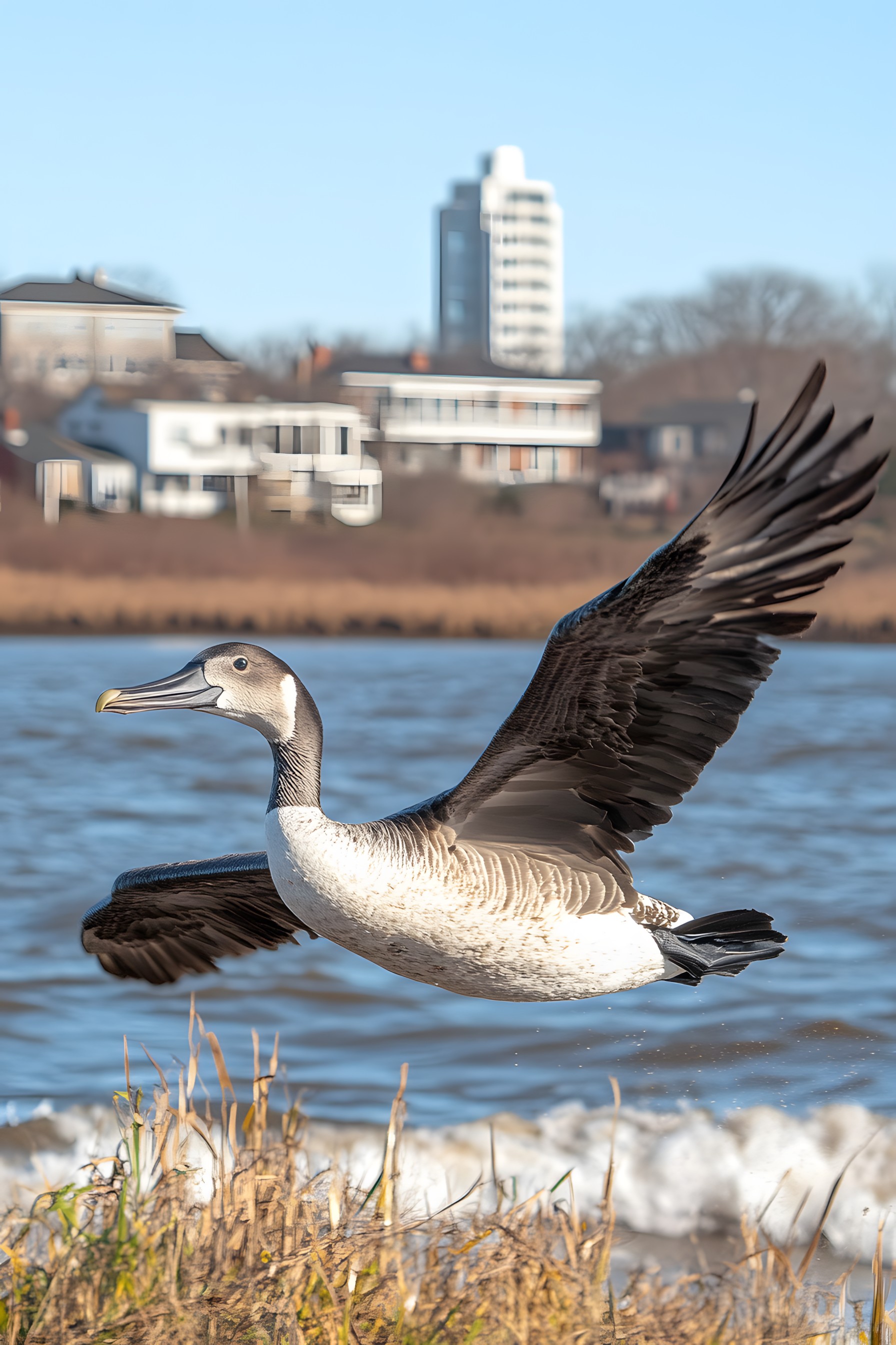 Bird, Beak, Water bird, Ducks, Vertebrate, Neck, Wing, Black, Wildlife, Goose, Duck, Feather, Lake, Grey, Seabird, Seaducks, Flight