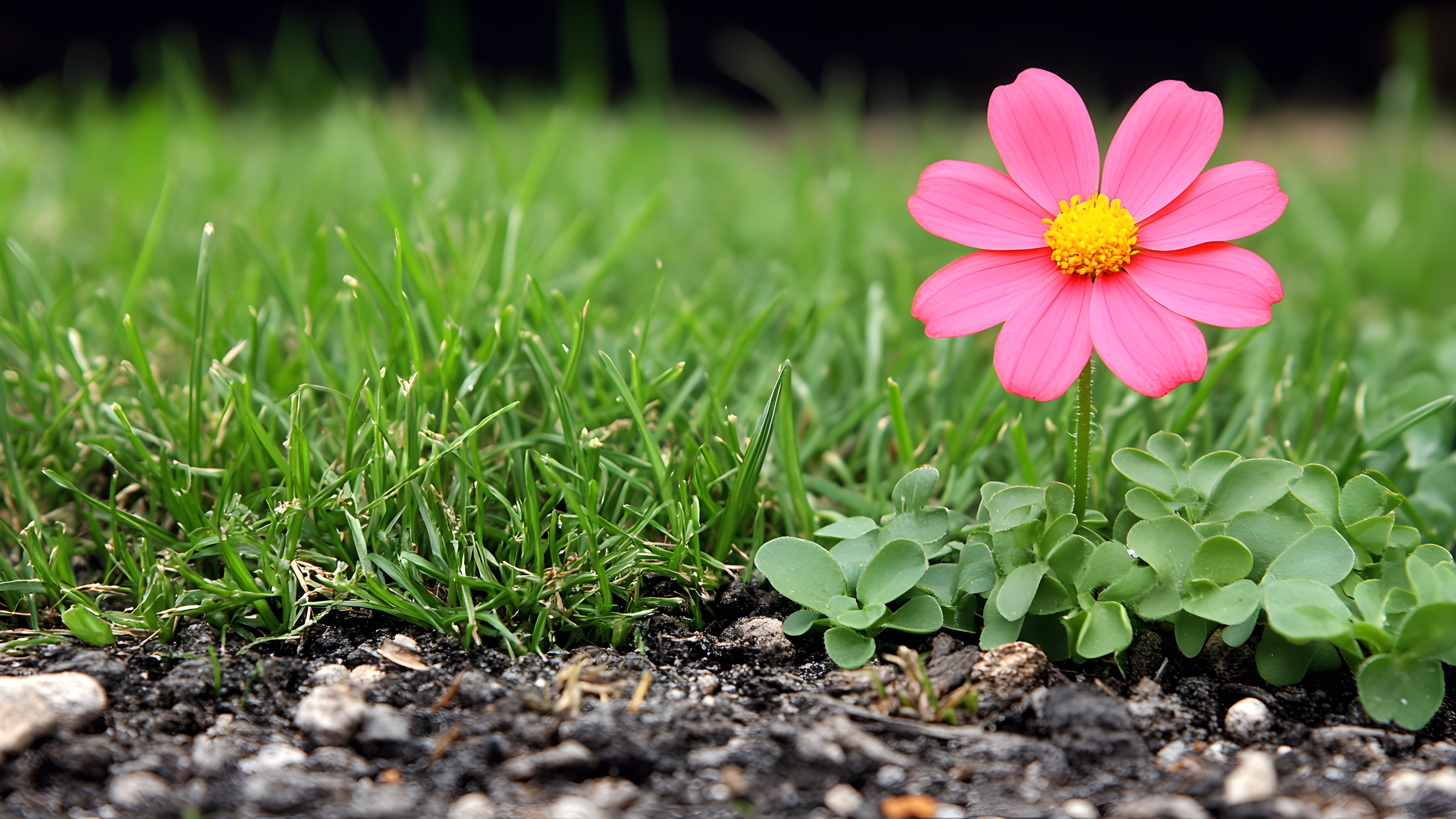 Flower, Petal, Green, Pink, Spring, Close-up, Groundcover, Flowering plant, Herbaceous plant, Plant stem, Wildflower, Pedicel, Macro photography, Daisy family, Forb, Perennial plant