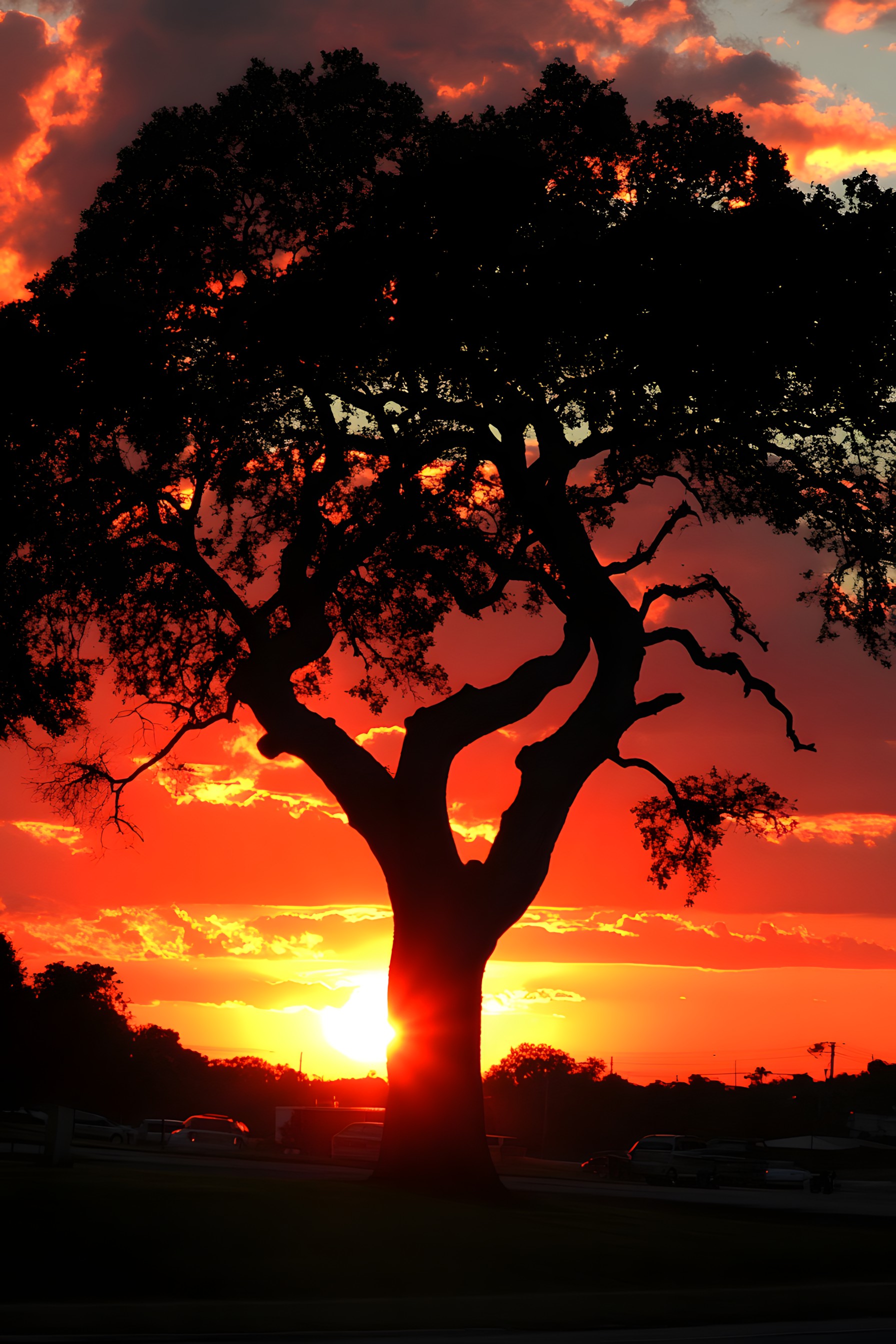 Photograph, Branch, Orange, Afterglow, Tree, Sunset, Nature, Dusk, Yellow, Beauty, Sunrise, Red sky at morning, Horizon, Evening, atmospheric phenomenon, Twig, Trunk, Silhouette, Heat, Sunlight