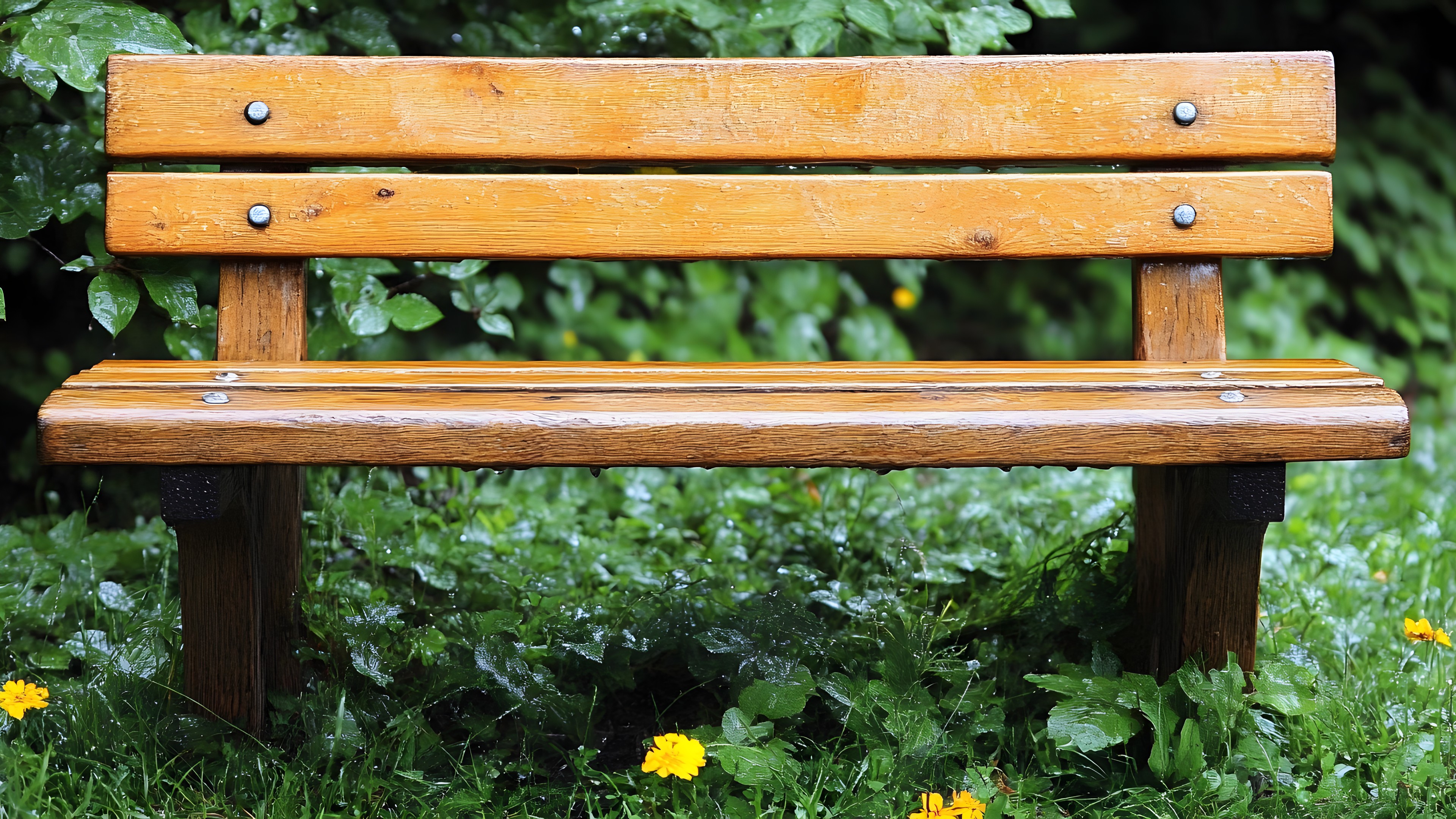 Outdoor bench, Plant, Furniture, Botany, Street furniture, Green, Wood, Flower, Rectangle, Outdoor furniture, Grass, Bench, Wood stain, Groundcover, Natural material, Hardwood, Grass family, Plank, Shade, Landscape