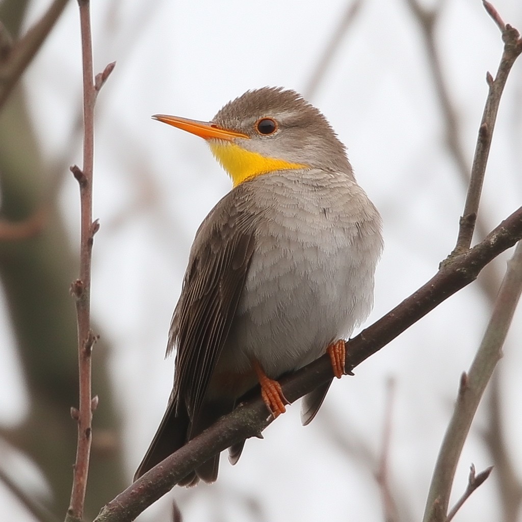 Bird, Beak, Wing, Feather, Wildlife, Foot, Tail, Songbirds, Passerine, Old world flycatchers