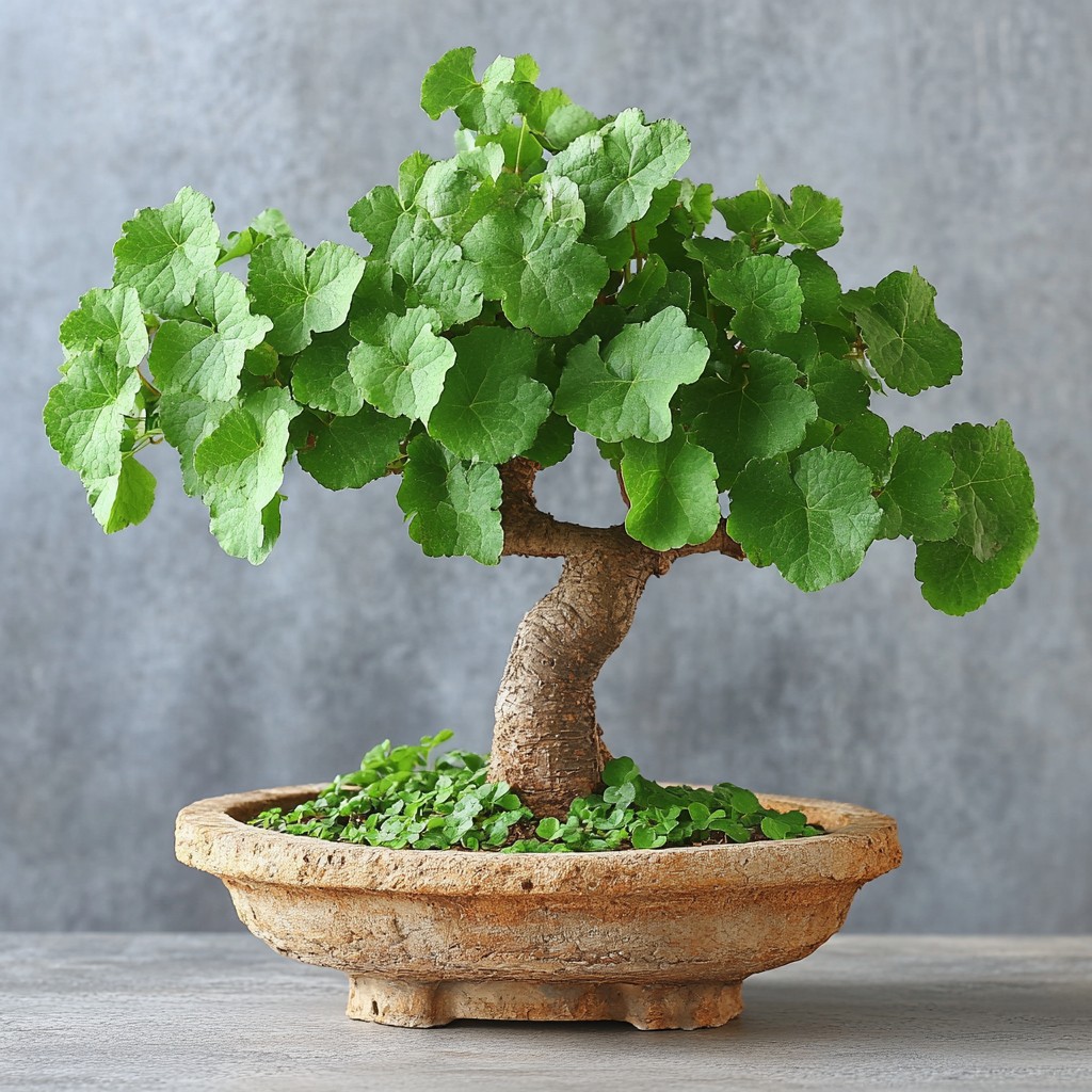 Flowerpot, Bonsai, Woody plant, Houseplant, Chinese sweet plum, Grapevines, Geraniums