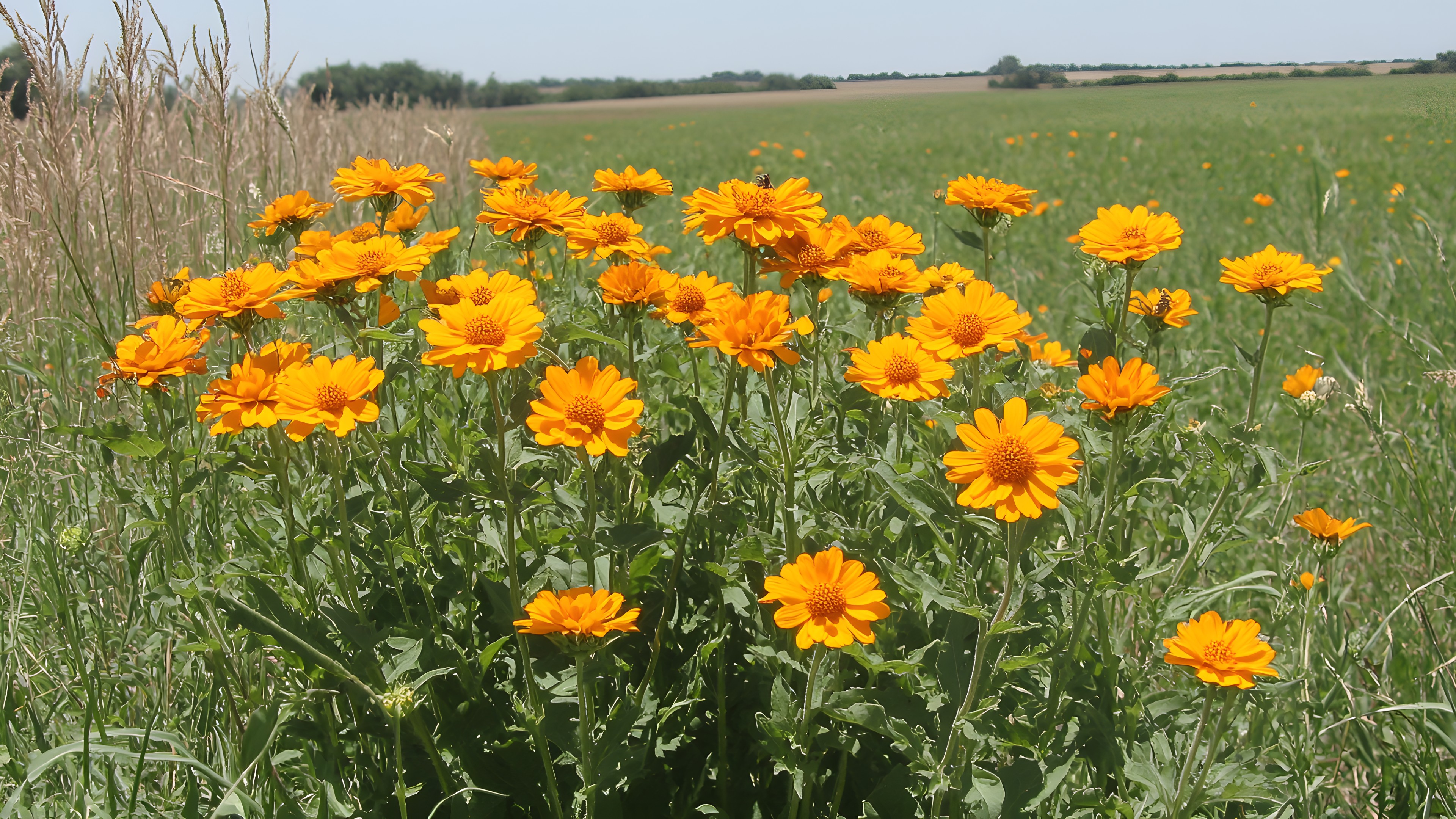 Flower, Petal, Yellow, Flowering plant, Daisy family, Herbaceous plant, Wildflower, Pollen, Forb, Marigolds, Pedicel, Perennial plant, Sunflowers, Pot marigold