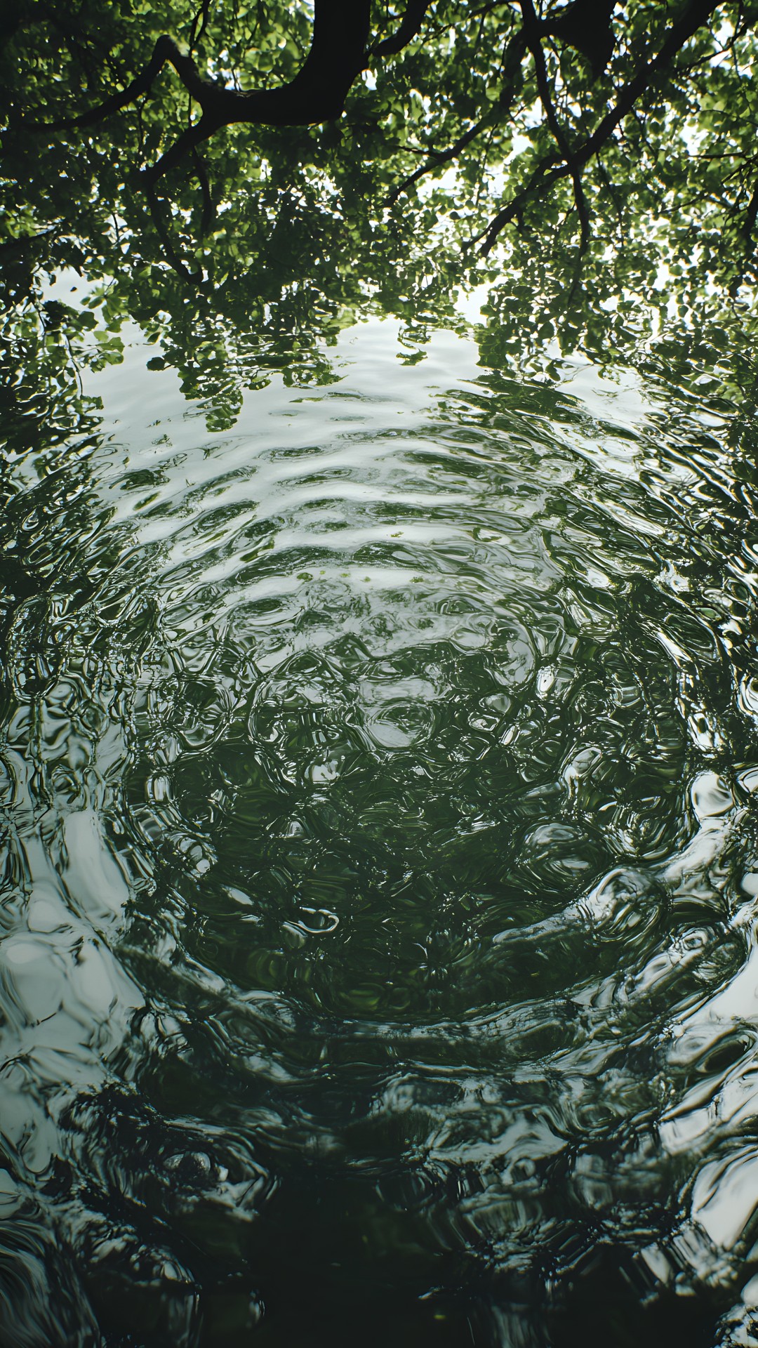 Water, Water resources, Liquid, Vegetation, Watercourse, Lake, Tints and shades, Natural landscape, Grass, Fluvial landforms of streams, Landscape, Pattern, Reflection, Tree, Monochrome photography, Rock, Symmetry, Monochrome, Forest, Stream