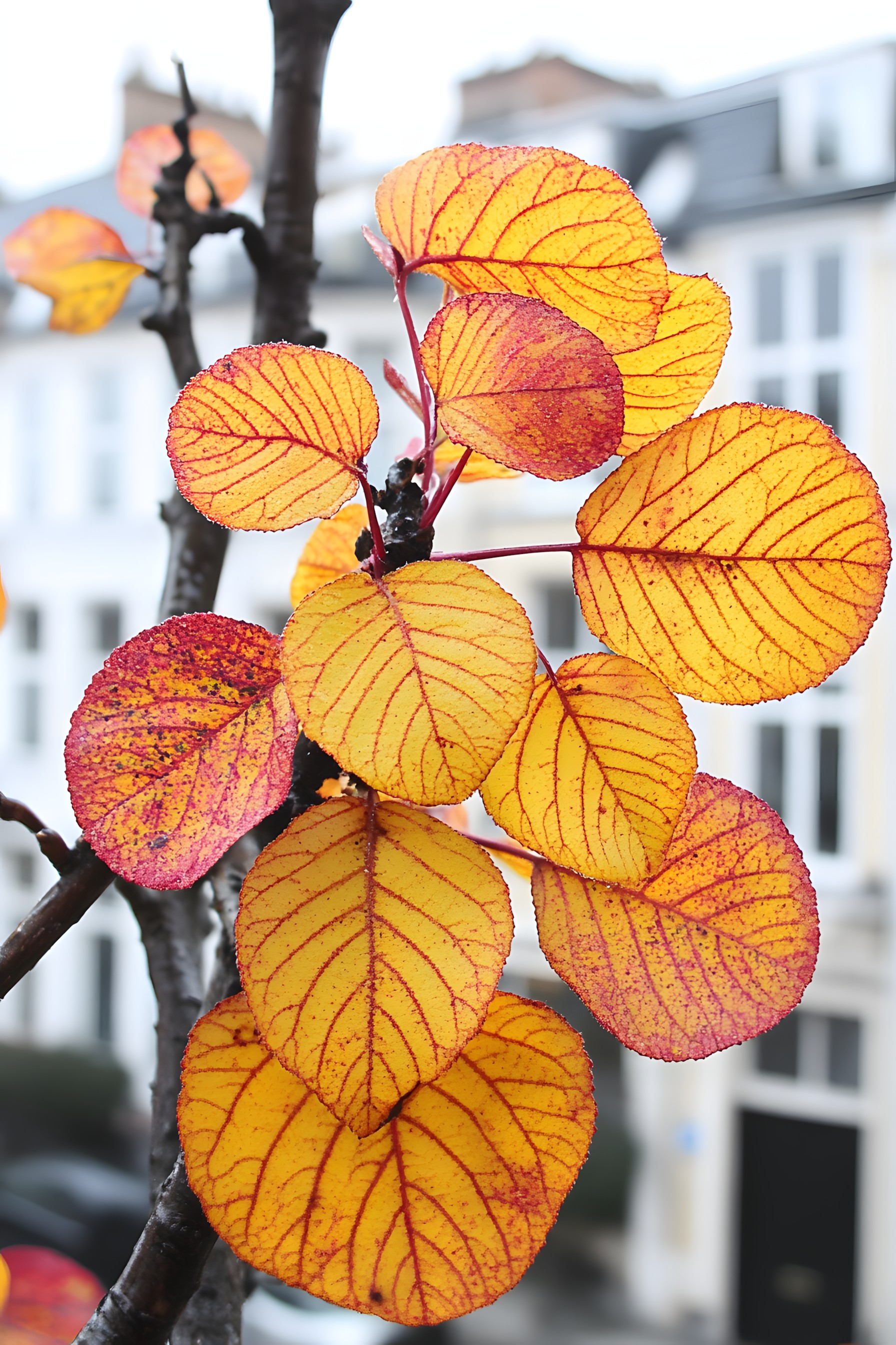 Yellow, Orange, Twig, Plant stem, Autumn, Macro photography