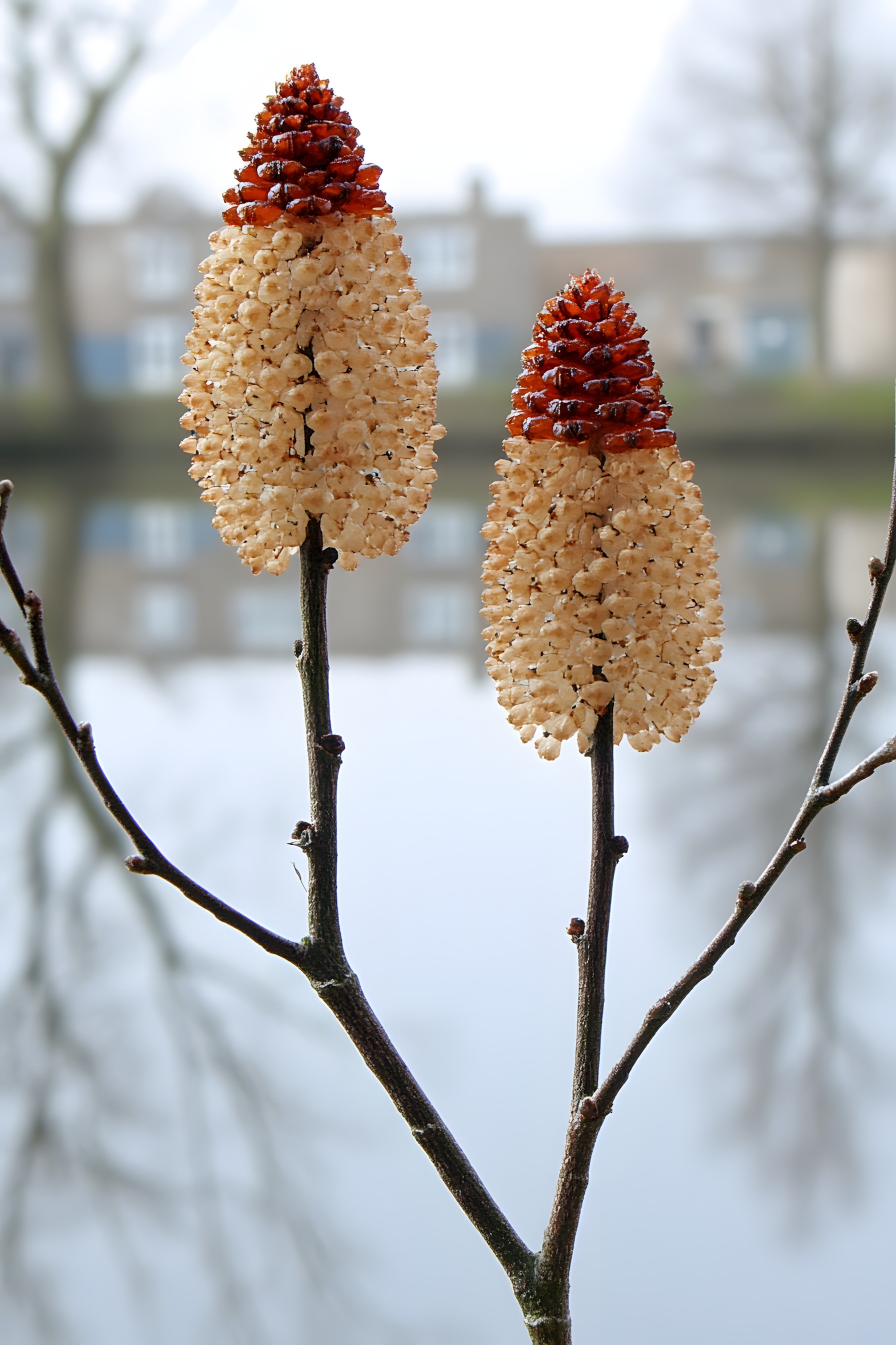 Bud, Banksia, Broomrapes, Birch family