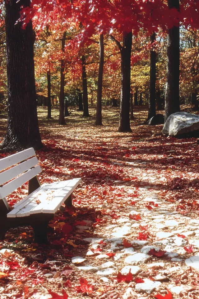 Outdoor Bench, Leaf, Red, Yellow, Wood, Bench, Branch, Autumn, Orange, Brown, Outdoor furniture, Furniture, Trunk, Twig, Woody plant, Shade, Street furniture, Woodland, Northern hardwood forest, Grove