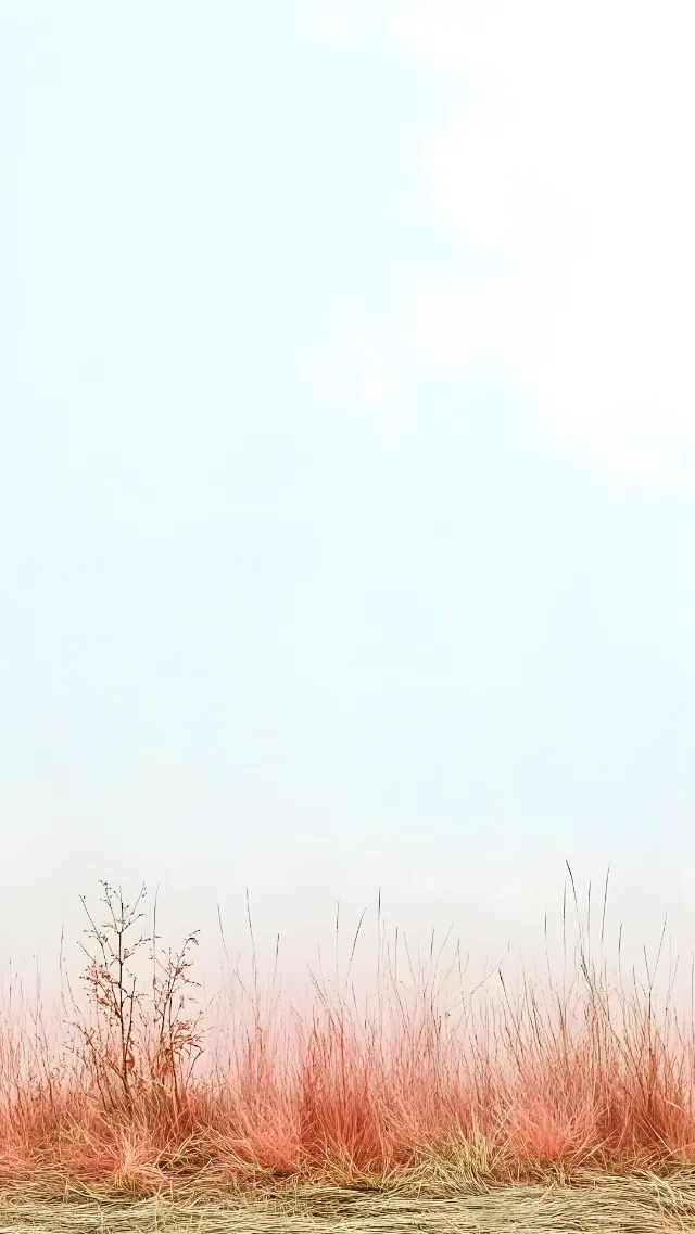 Ecoregion, Grasses, Prairie, Field, Steppe, Wind, Sedges