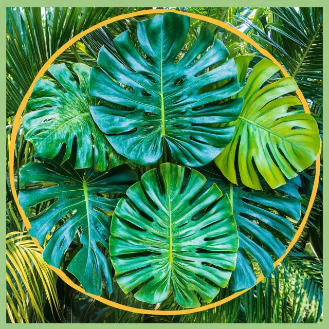 Green, Leaf, Swiss cheese plant, Natural material, Water plantains, Arums, Banana leaf